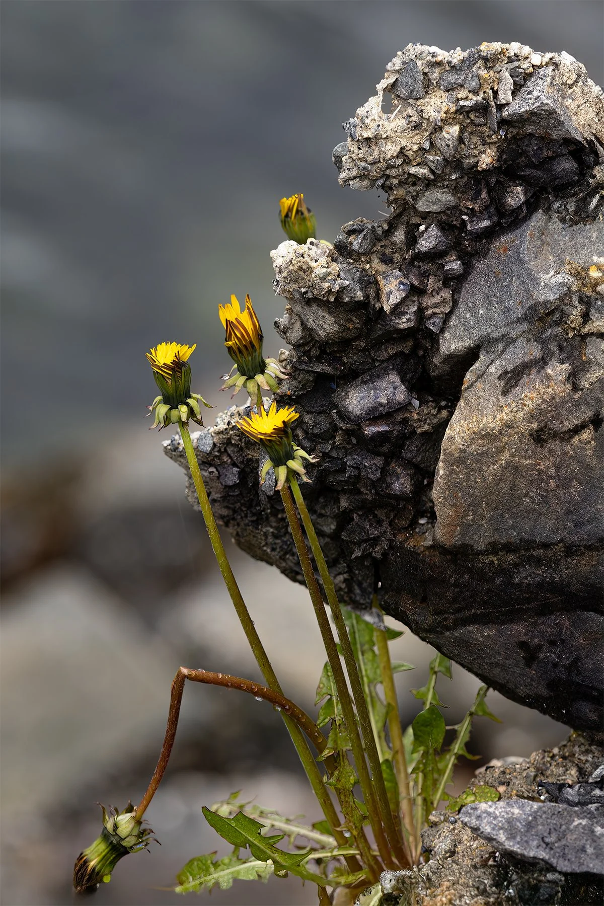 Yellow dandelion flowers growing from rocky terrain.
