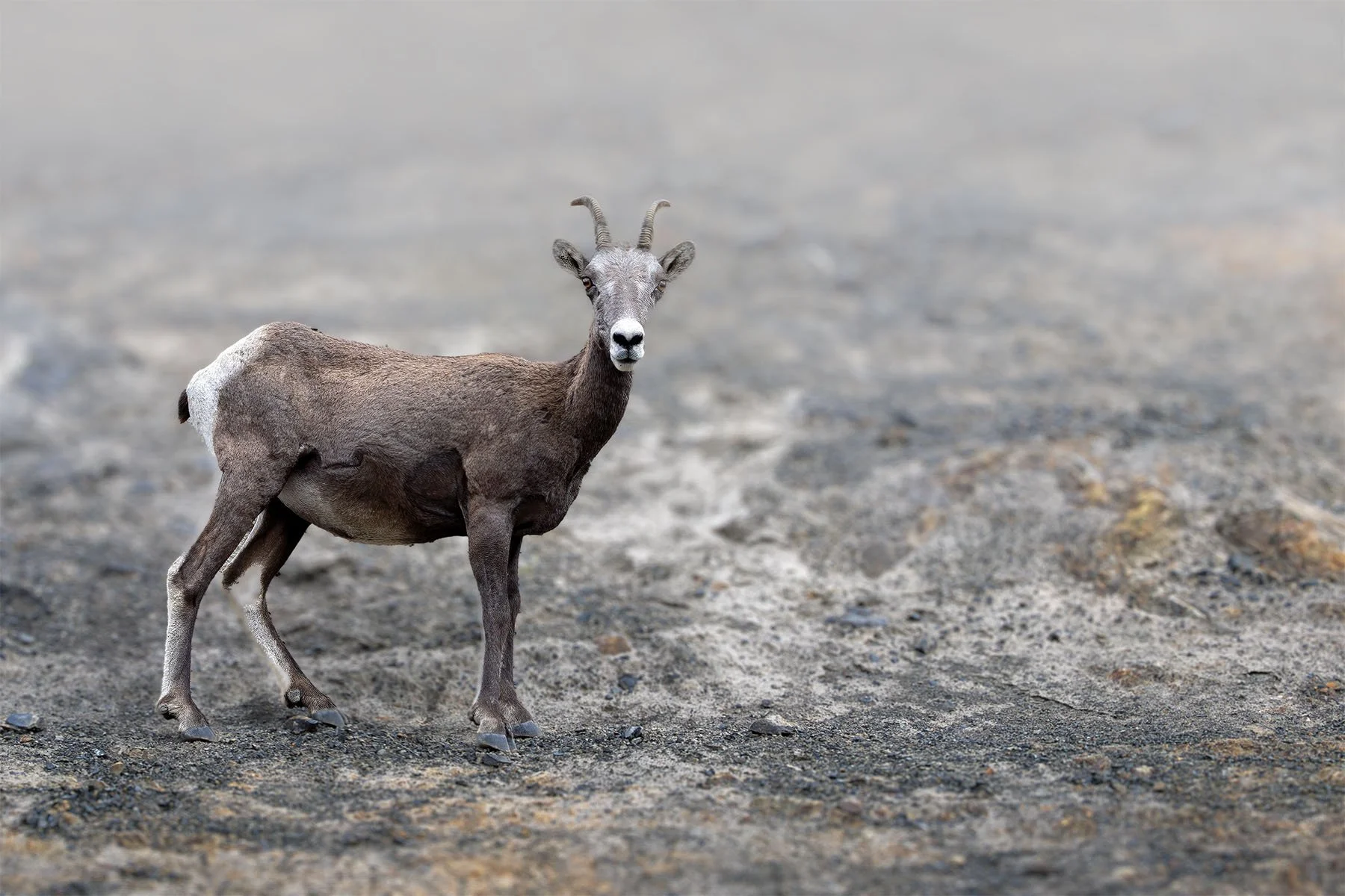 A mountain sheep standing on a rugged, rocky surface with a blurred background.