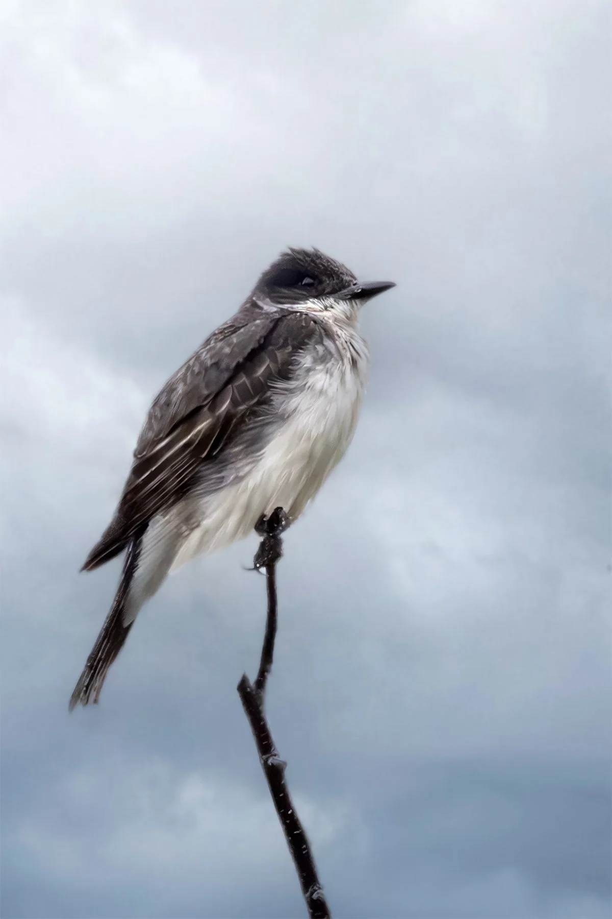Eastern Kingbird perched on a twig, cloudy sky background.
