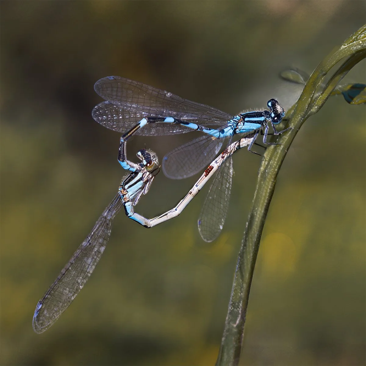 Two blue damselflies mating on a plant in a natural setting.