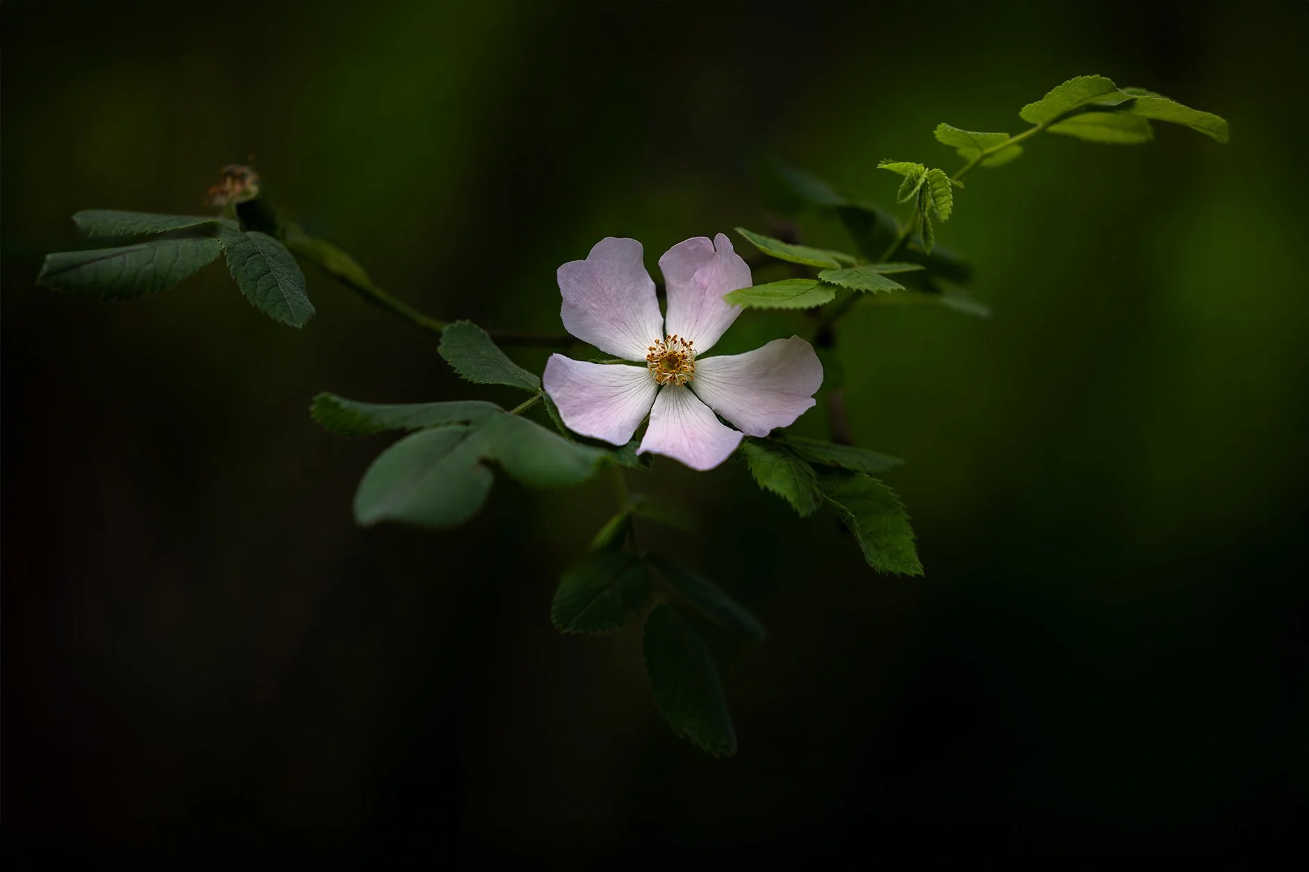Single white flower with green leaves on a dark background.