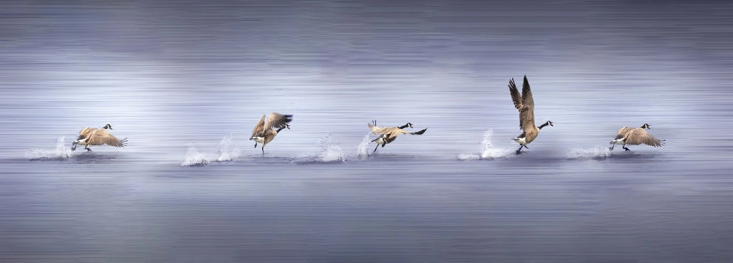 Series of six Canada geese taking off from water, creating splashes, with motion blur background.