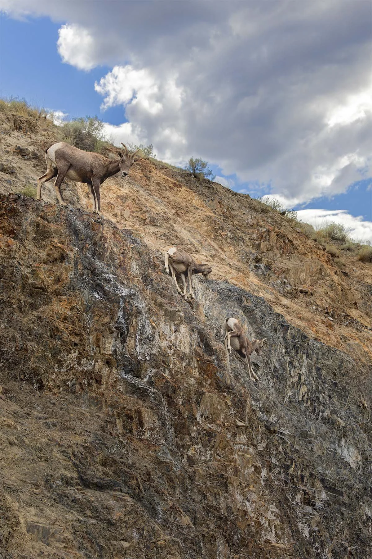 Three mountain sheep climbing a rocky hillside under a partly cloudy sky.