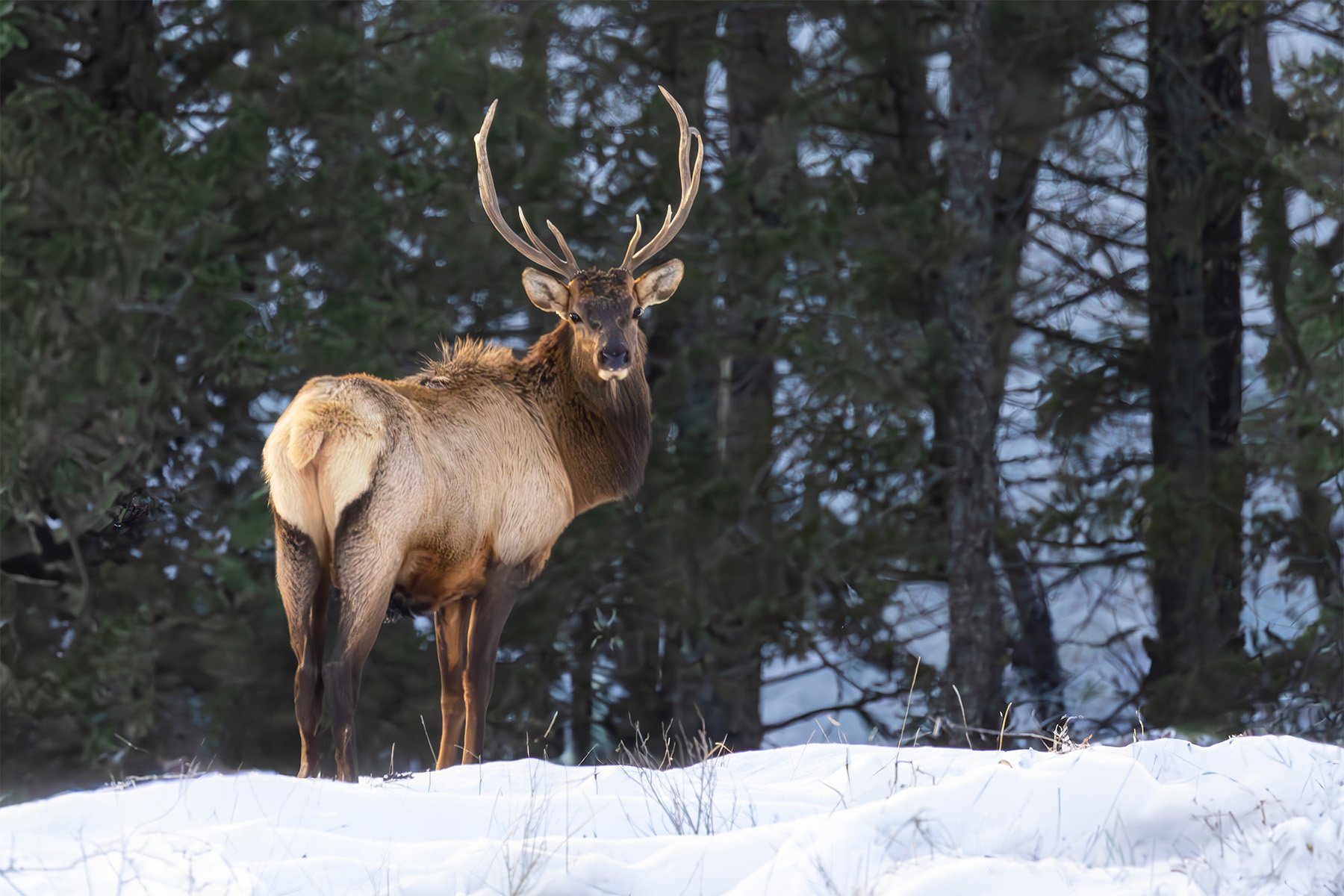 Elk standing on snow with trees in the background.