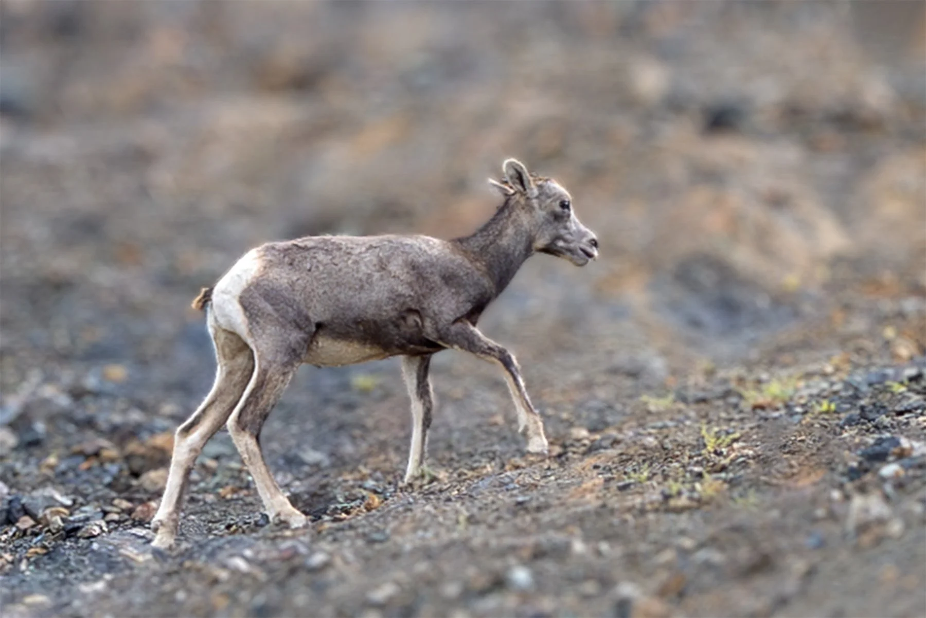 A small, baby Big Horn Sheep walking on rocky terrain. The goat has a grayish-brown coat and small, curved horns.