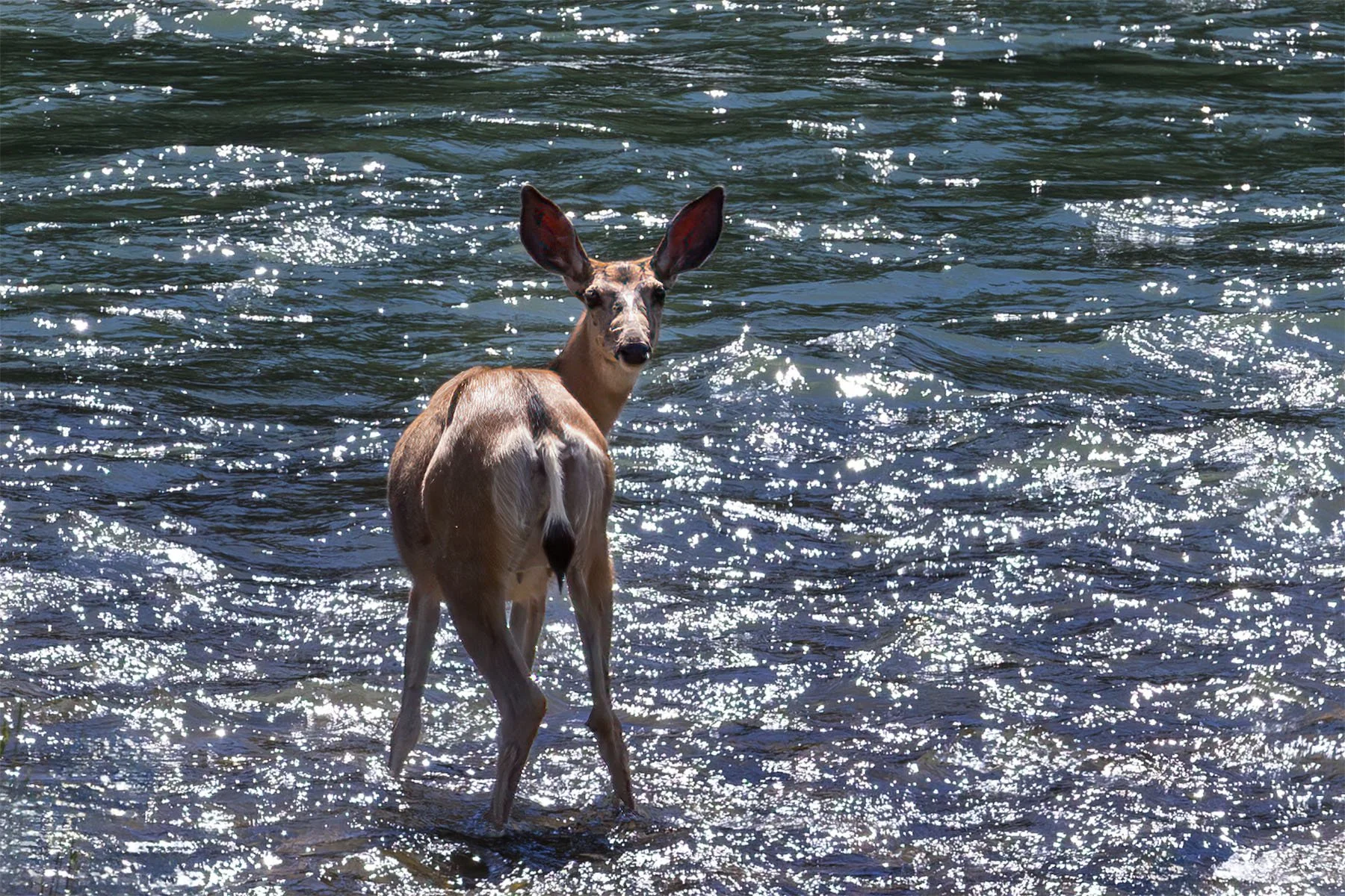Deer standing in a sparkling river, facing the camera.