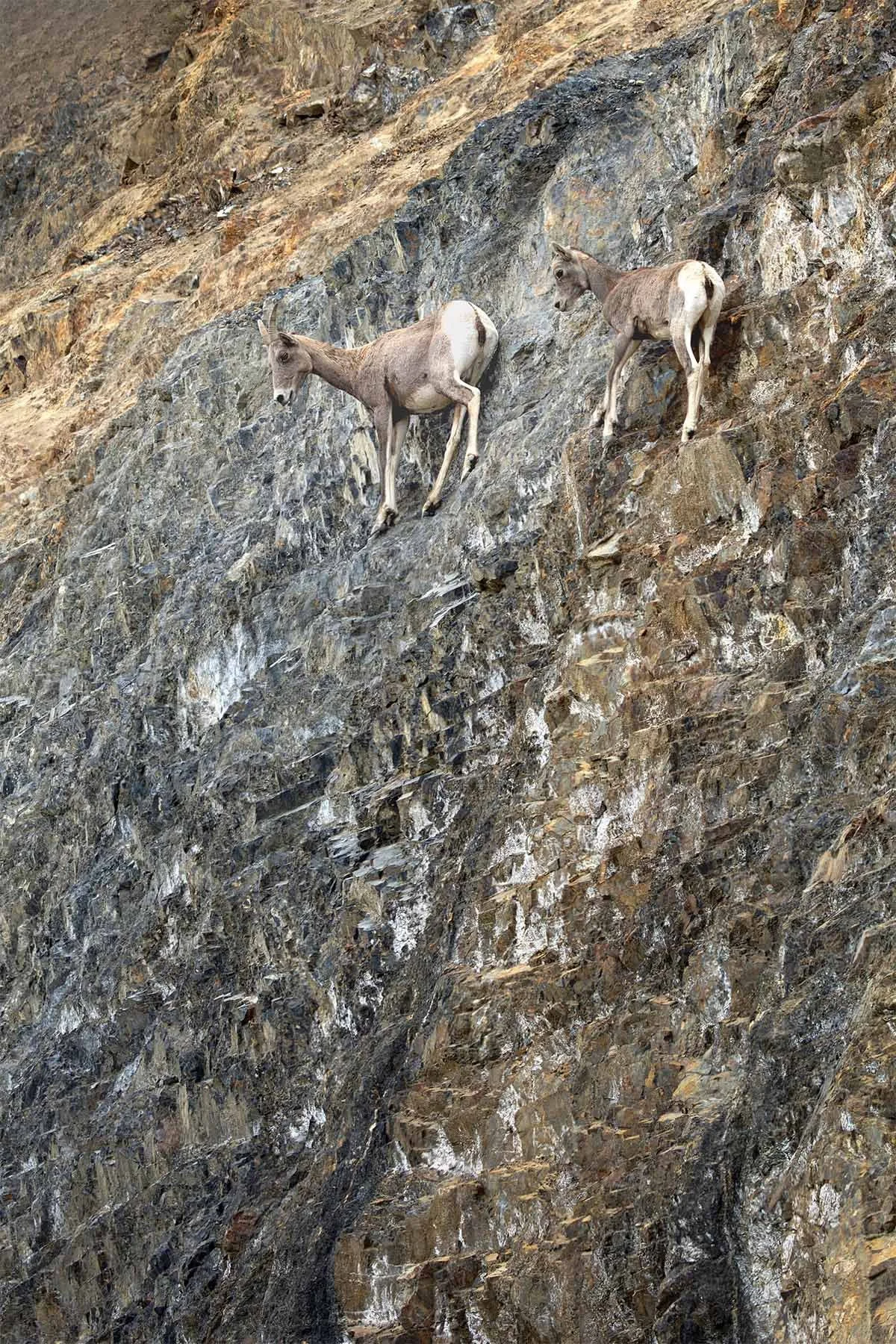 Two mountain sheep climbing on a steep, rocky cliff face.