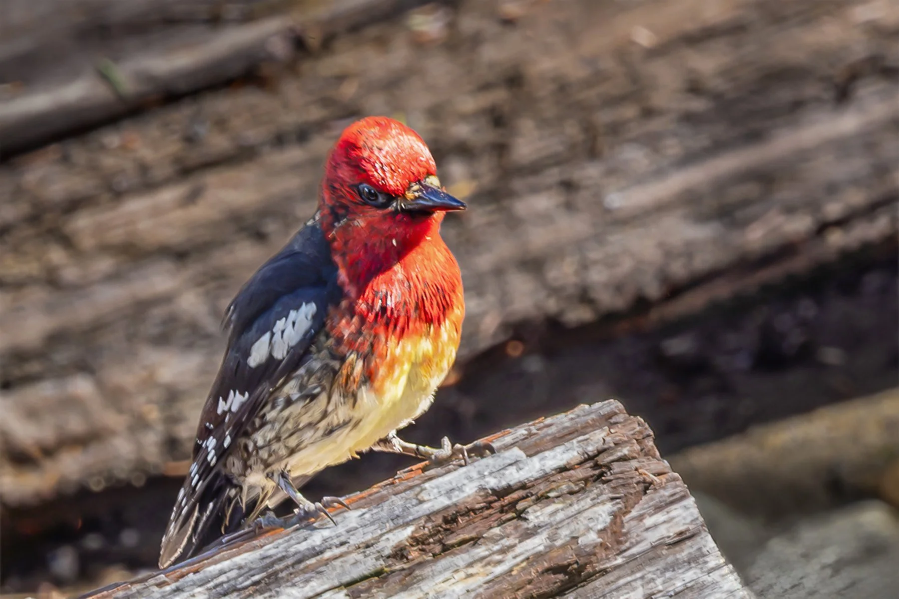 A Red Breasted Sapsucker perched on a weathered piece of wood with a blurry background.