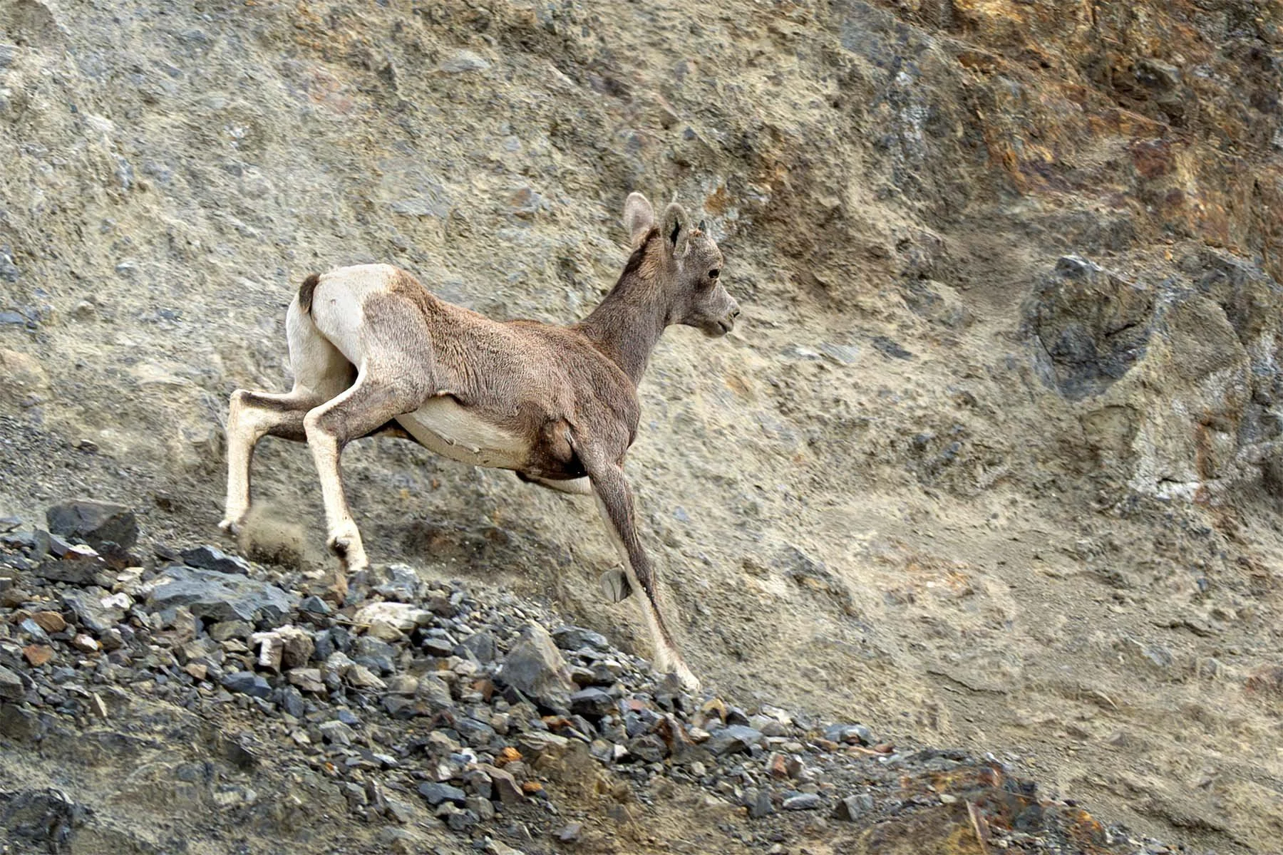 A young  mountain sheep climbing down a rocky and sandy slope.