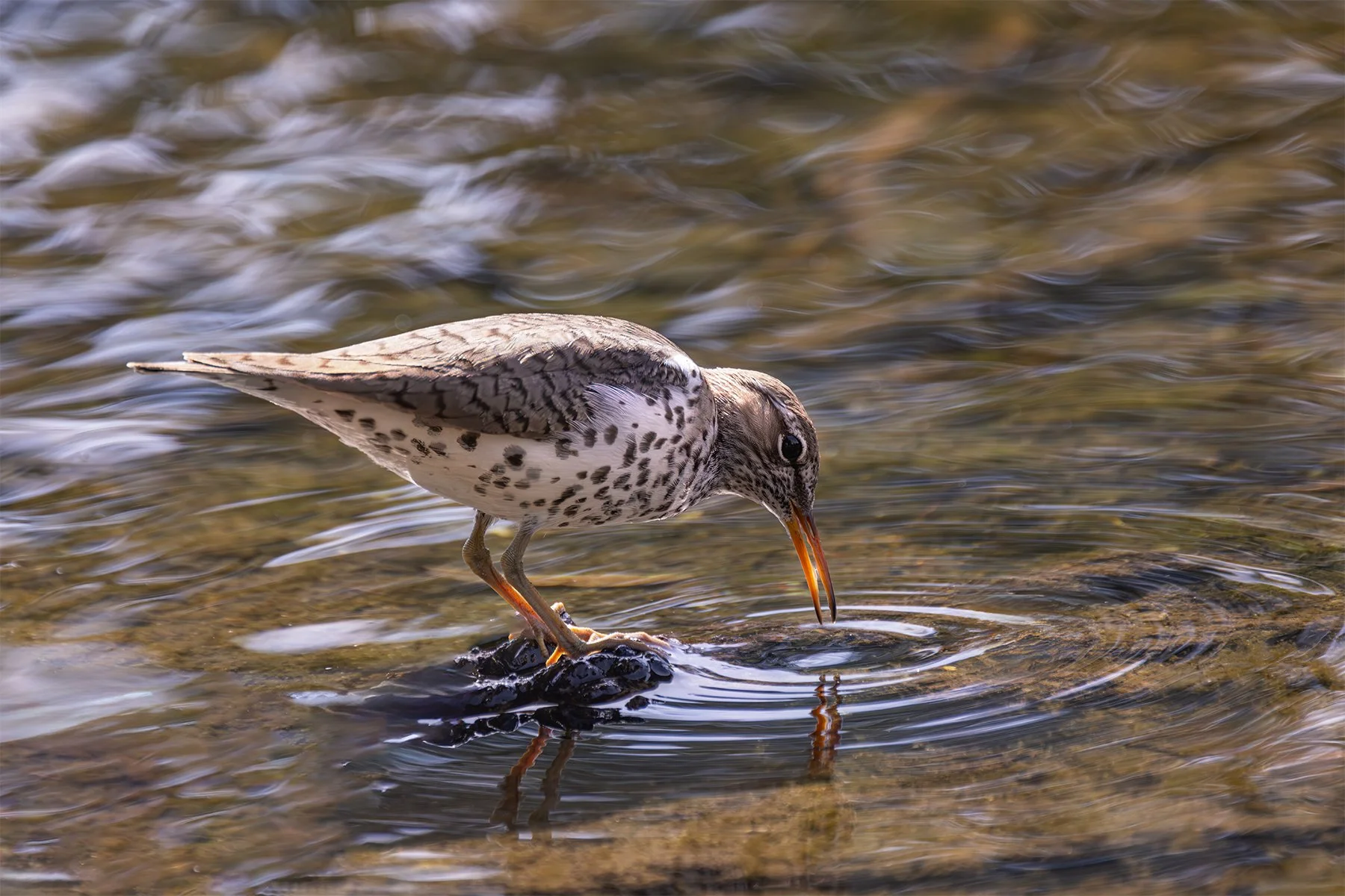 Spotted sandpiper bird drinking water from a stream