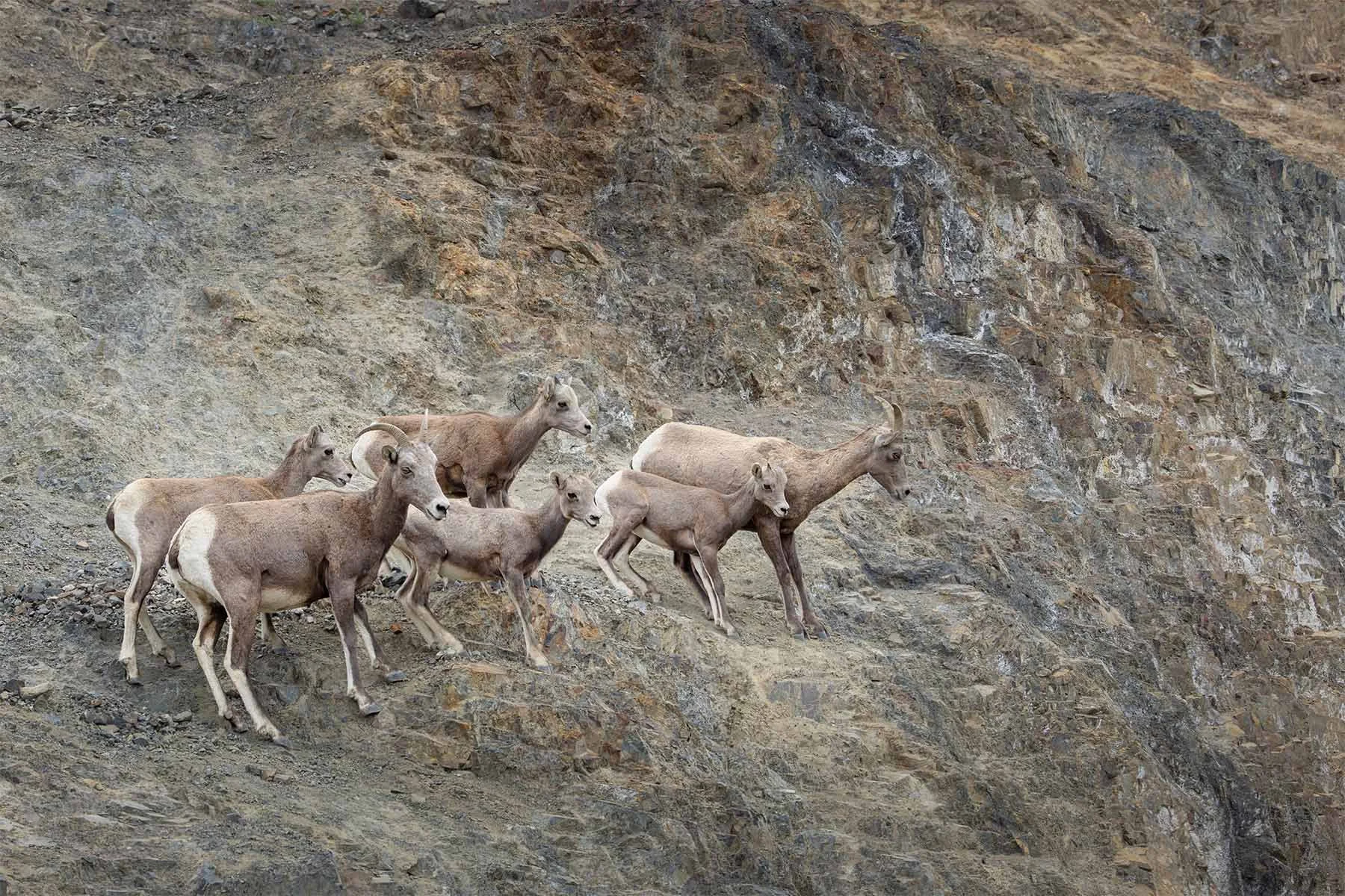 A herd of mountain sheep running down a steep rocky mountain slope.