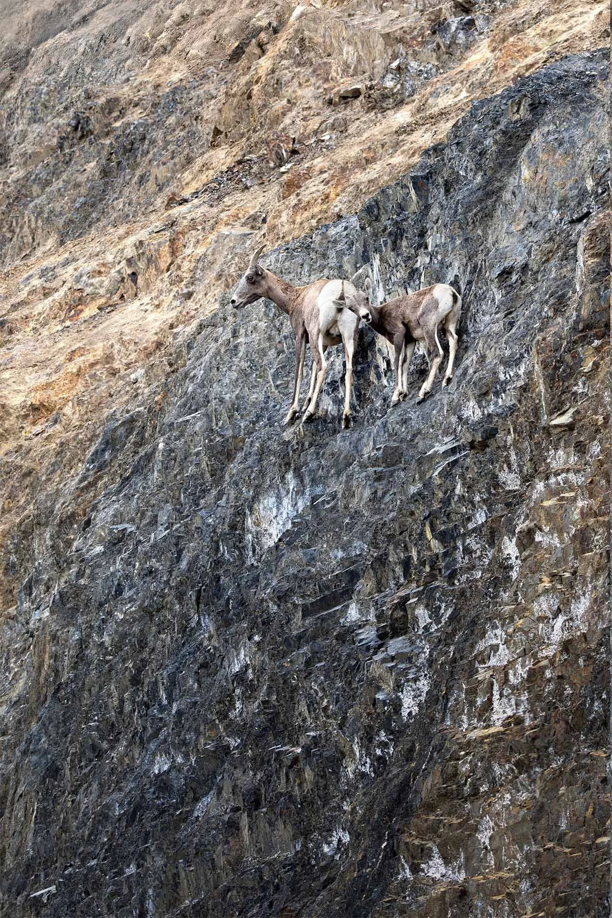 Two sheep standing on a steep, rocky cliffside.