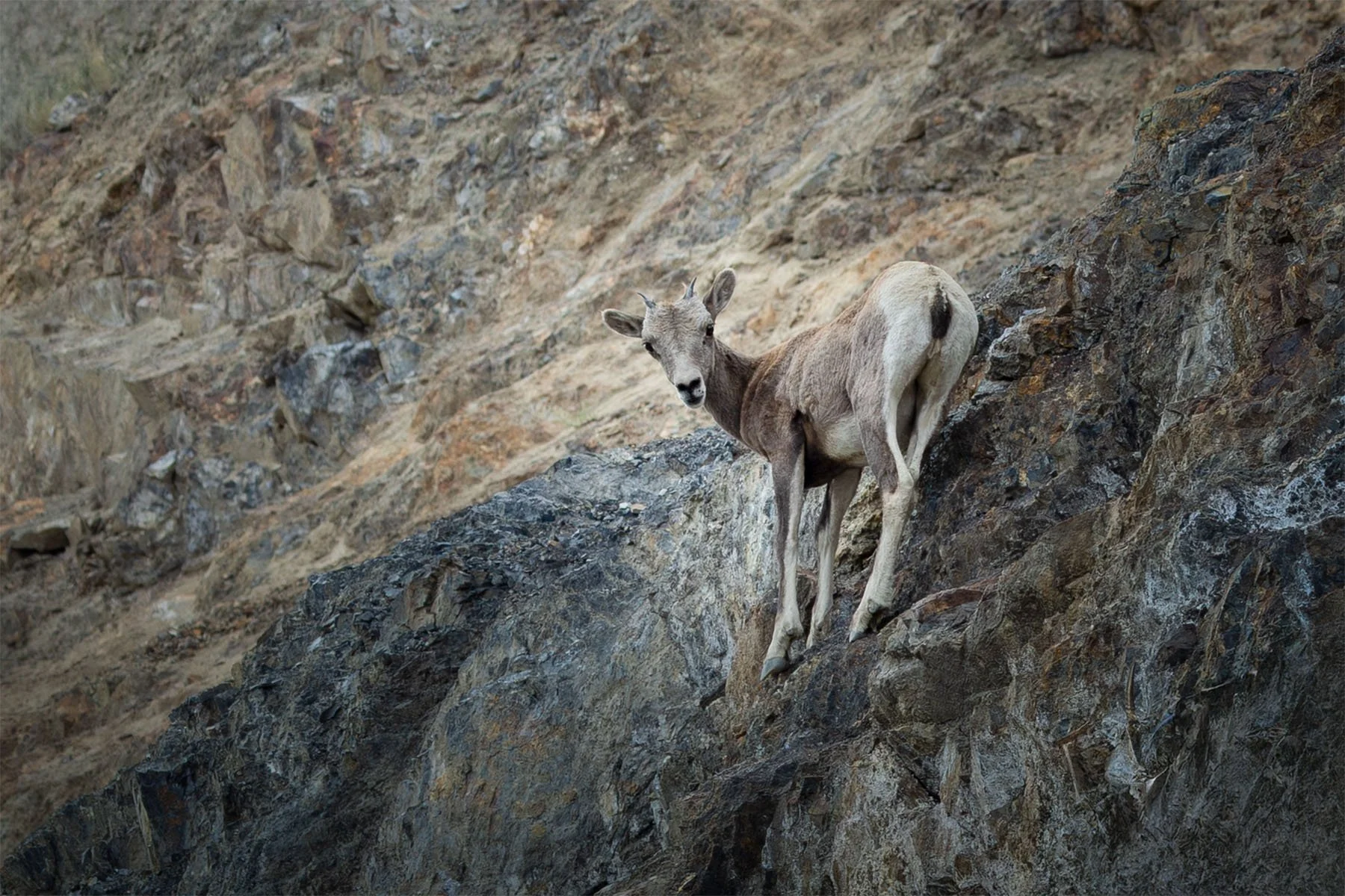 A mountain sheep standing on a rocky hillside, facing the camera and looking over its shoulder.