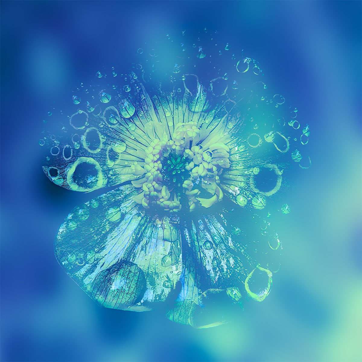 Close-up of a delicate, transparent flower with water droplets on its seed filaments, set against a bright blue background.