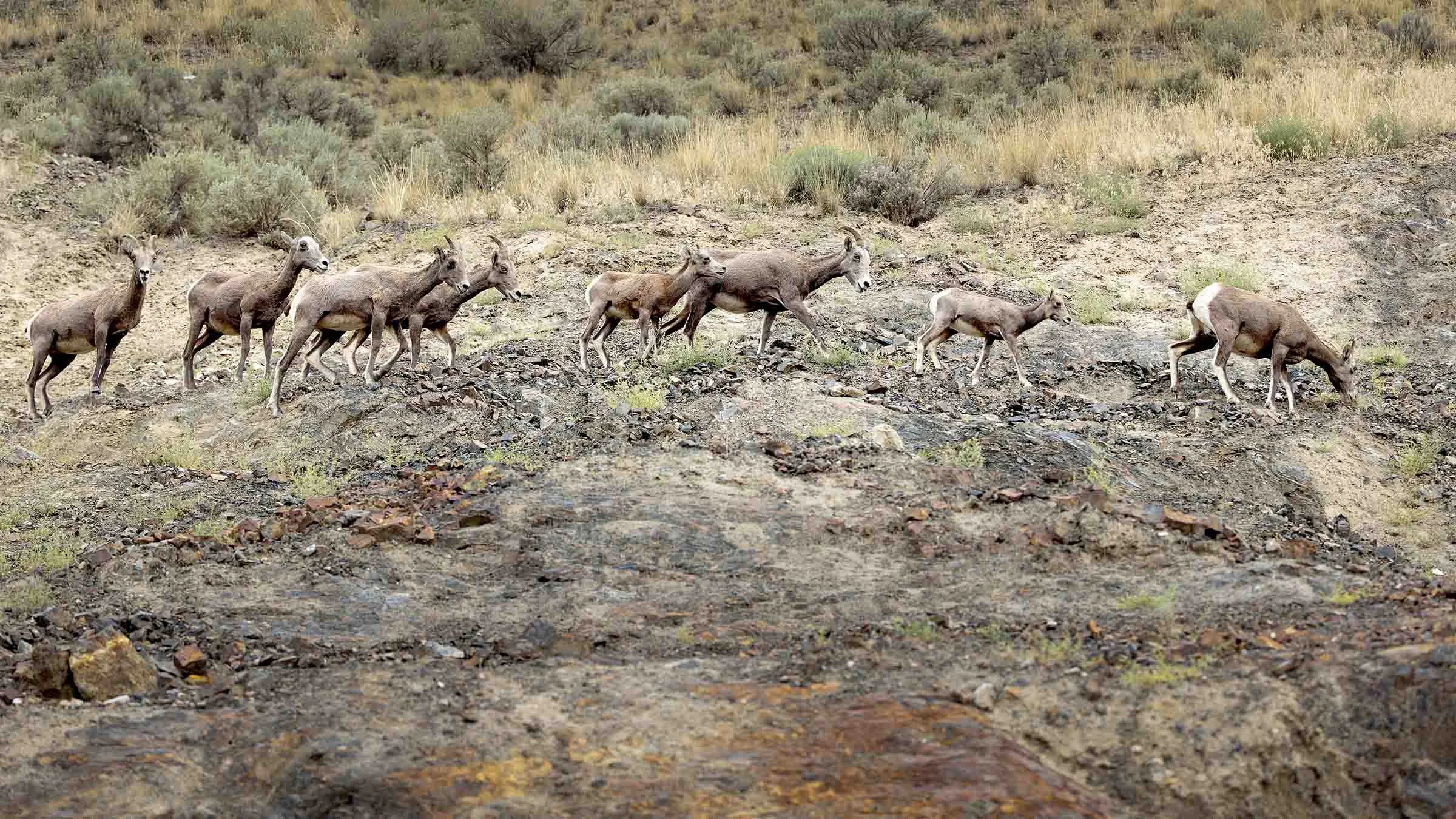 A group of mountain sheep walking on a rocky, arid hillside with sparse vegetation.