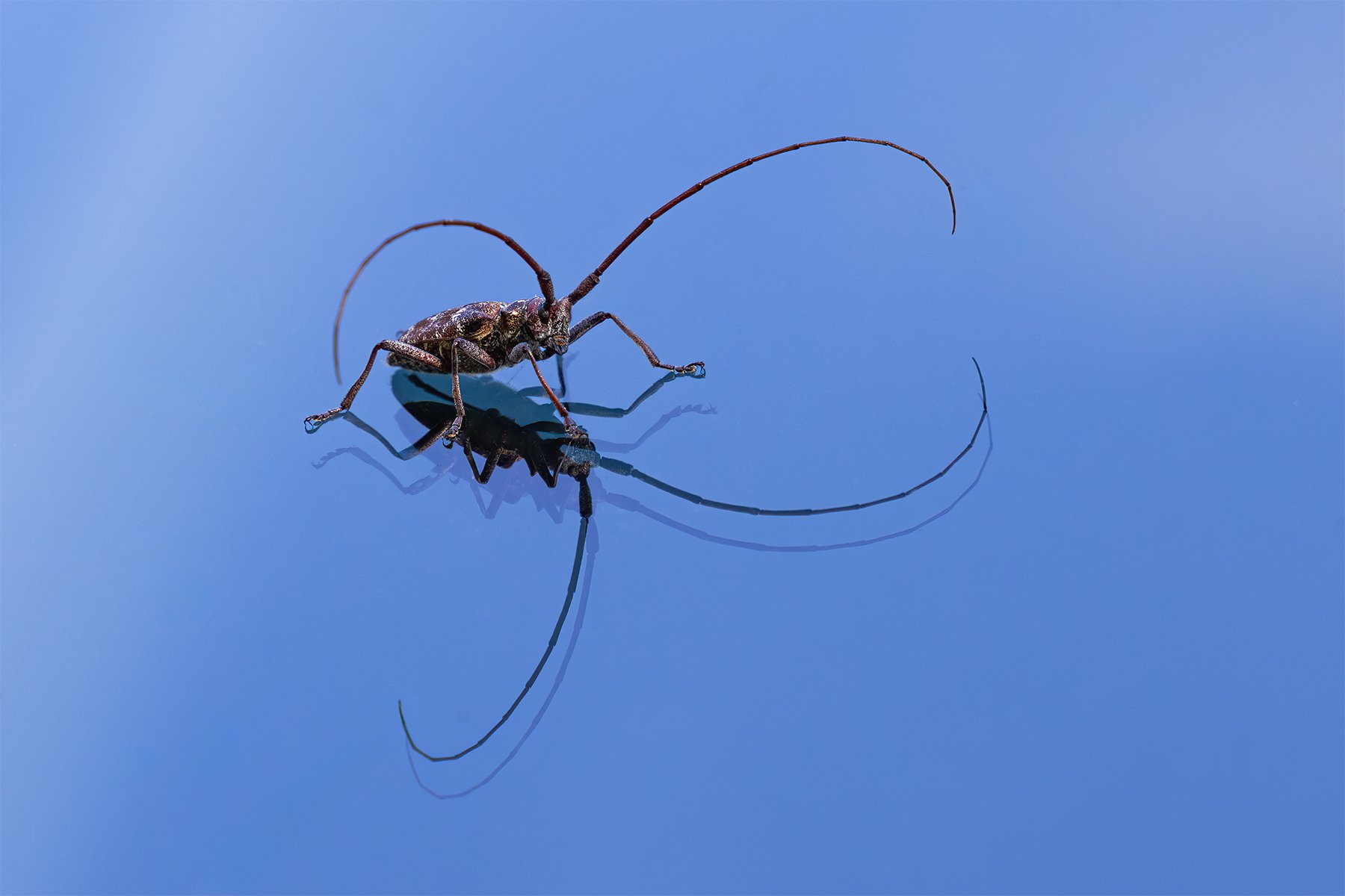 Close-up of a longhorn beetle on a reflective blue surface, casting a shadow.