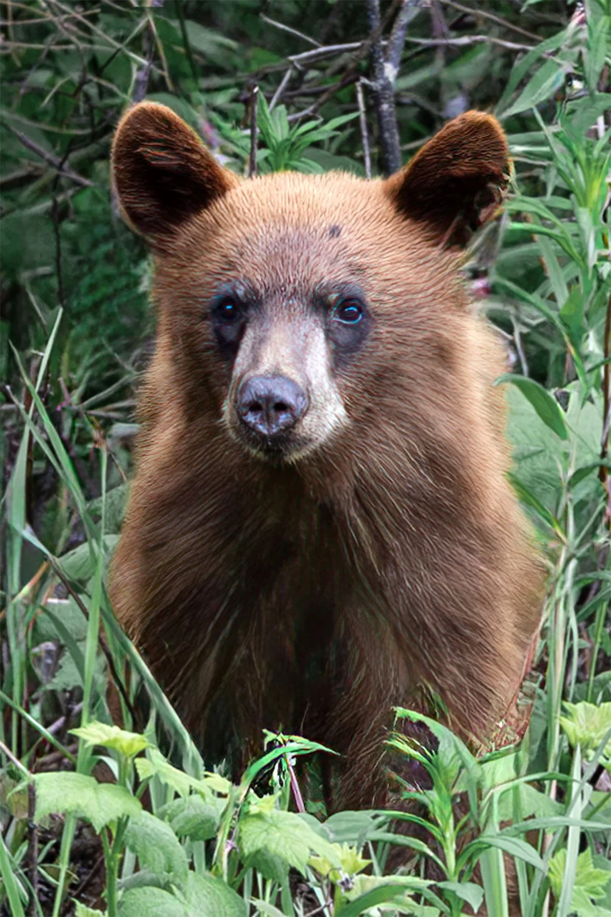 A brown bear standing among green plants and foliage in the wilderness.