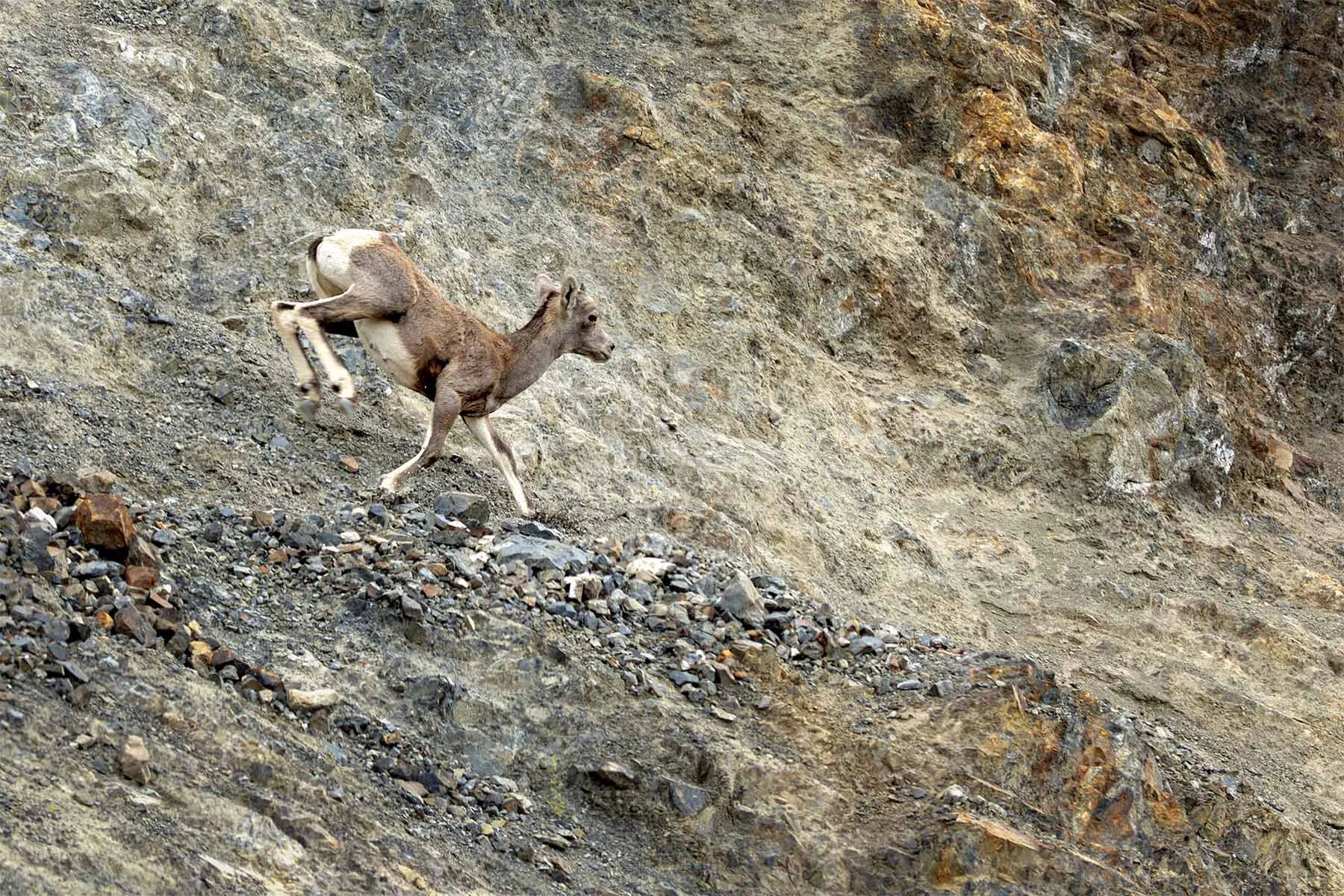 Young mountain sheep descending  a rocky, steep hillside.