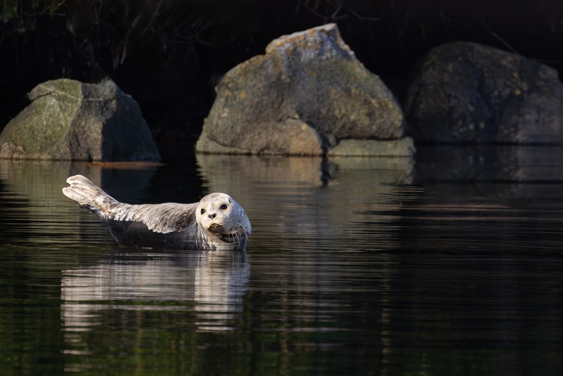 Seal swimming in calm water near rocks.