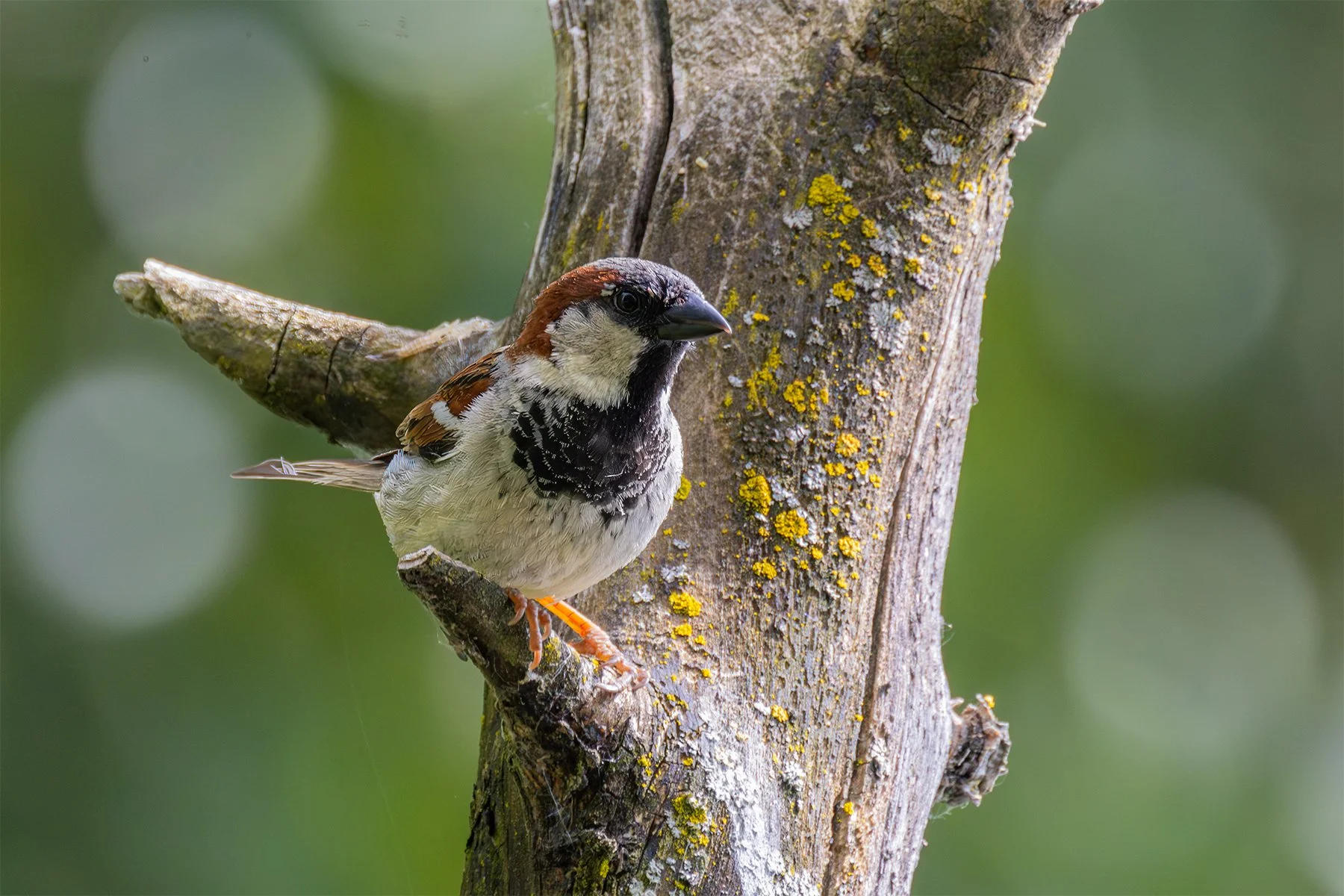 Sparrow perched on a tree branch with lichen in a forest setting.