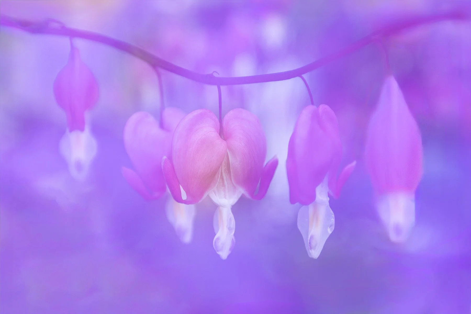 Close-up of bleeding heart flowers with pink petals and a soft focus background.