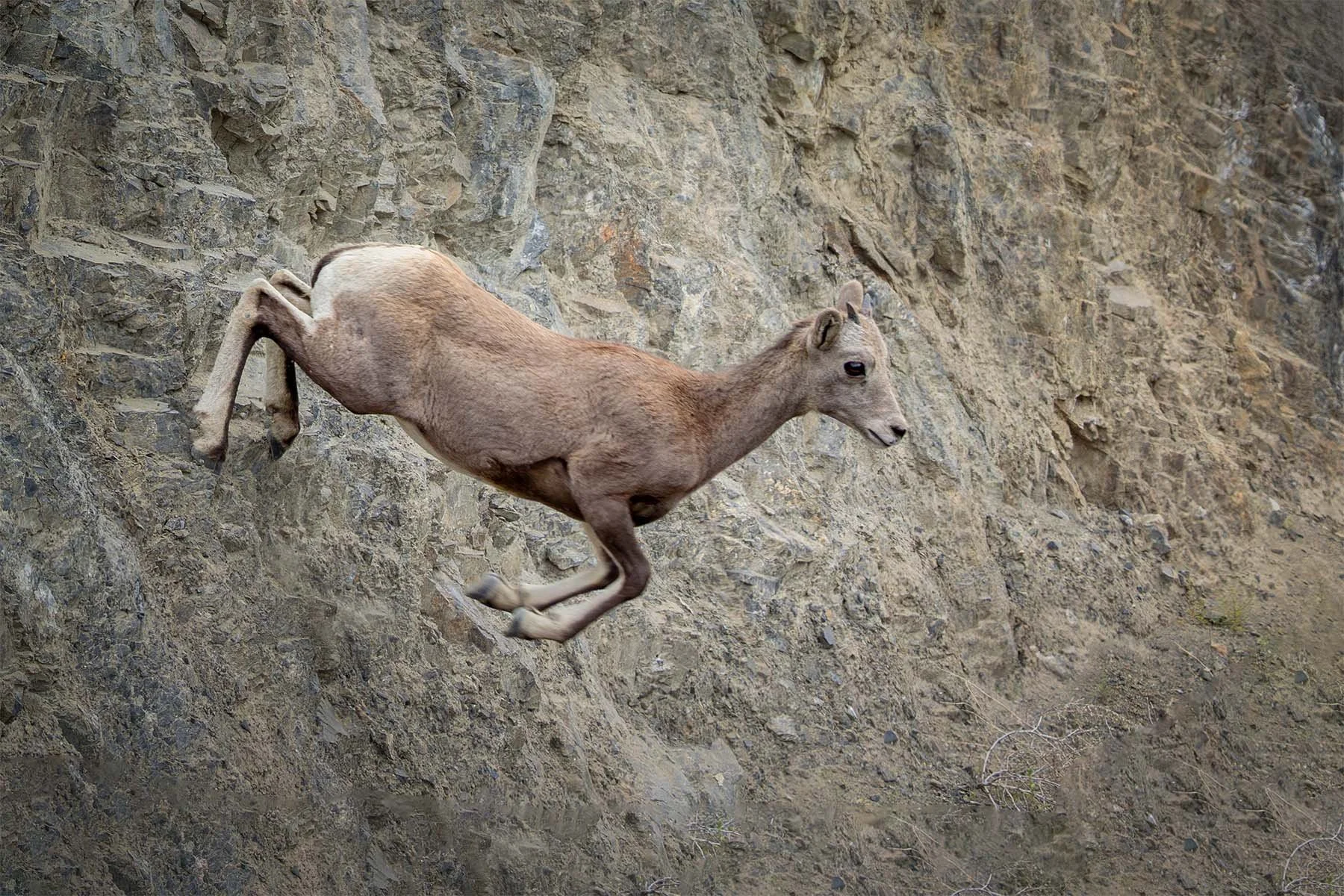 A mountain sheep is seen mid-air against a rocky cliff wall, appearing to leap or jump.