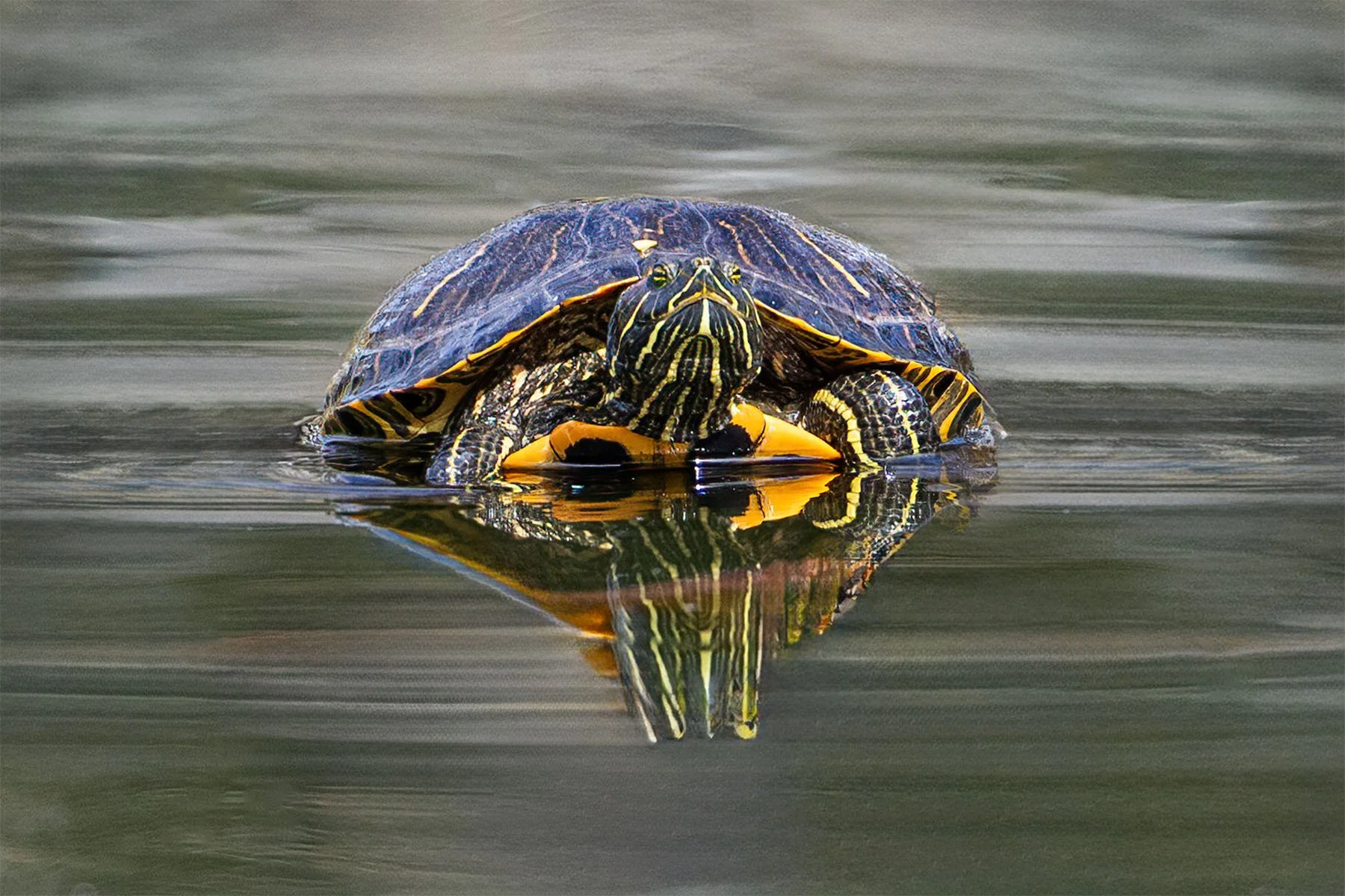 Turtle peeking above water surface