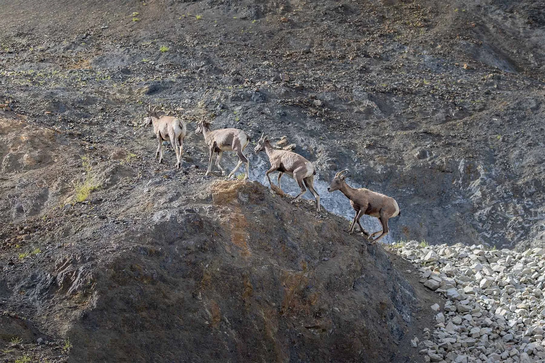 A group of four mountain sheep ascending a rocky, steep terrain with a gravelly area on the right.