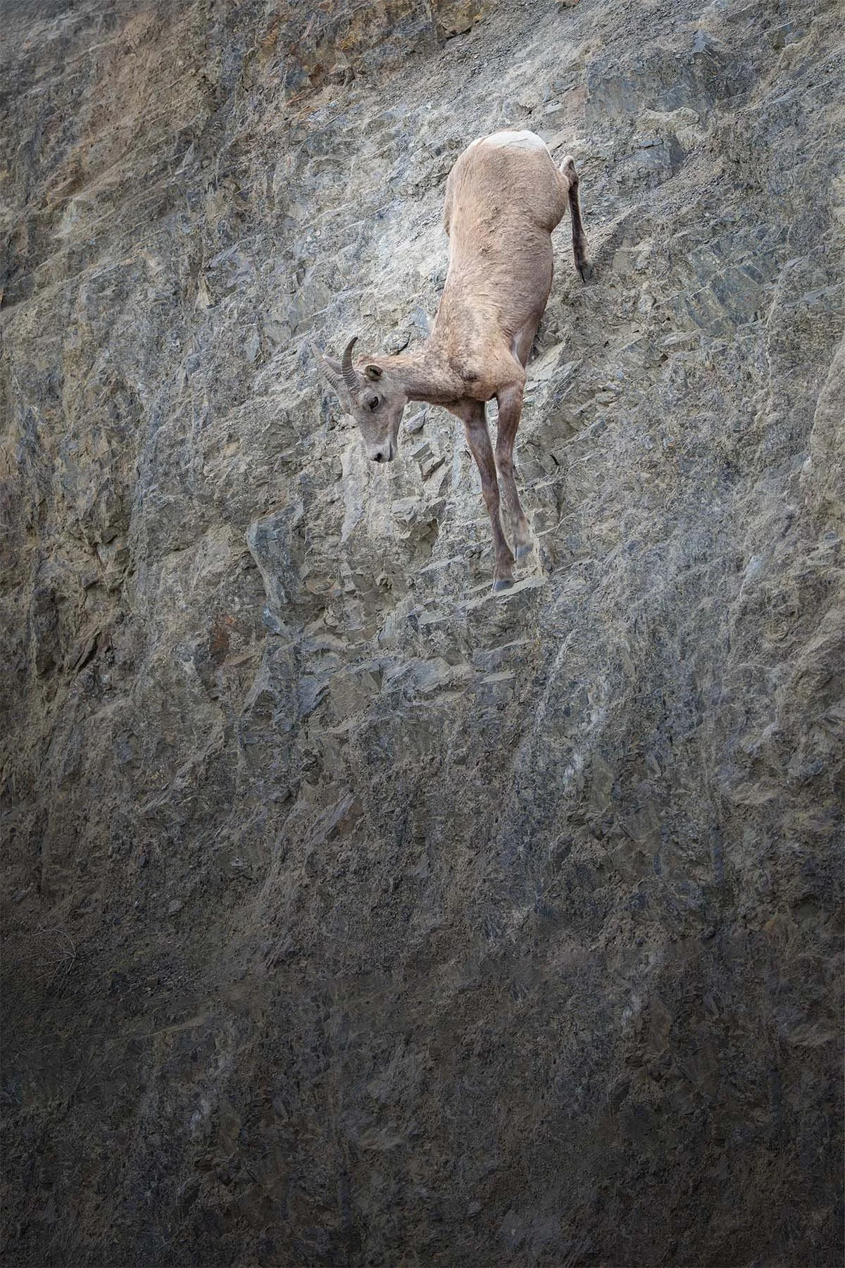 A mountain sheep climbing steep rocky terrain.
