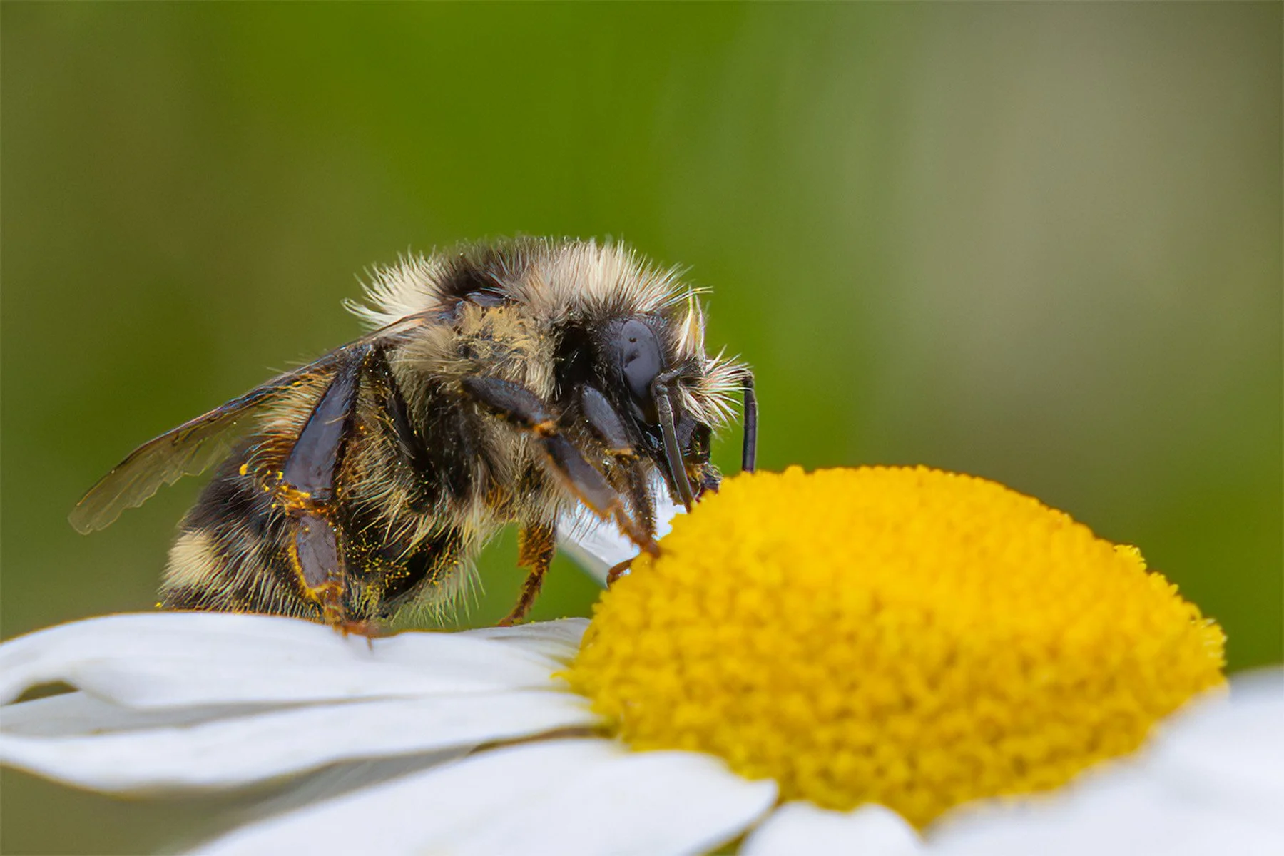 Close-up of a bee on a white daisy with a yellow center.