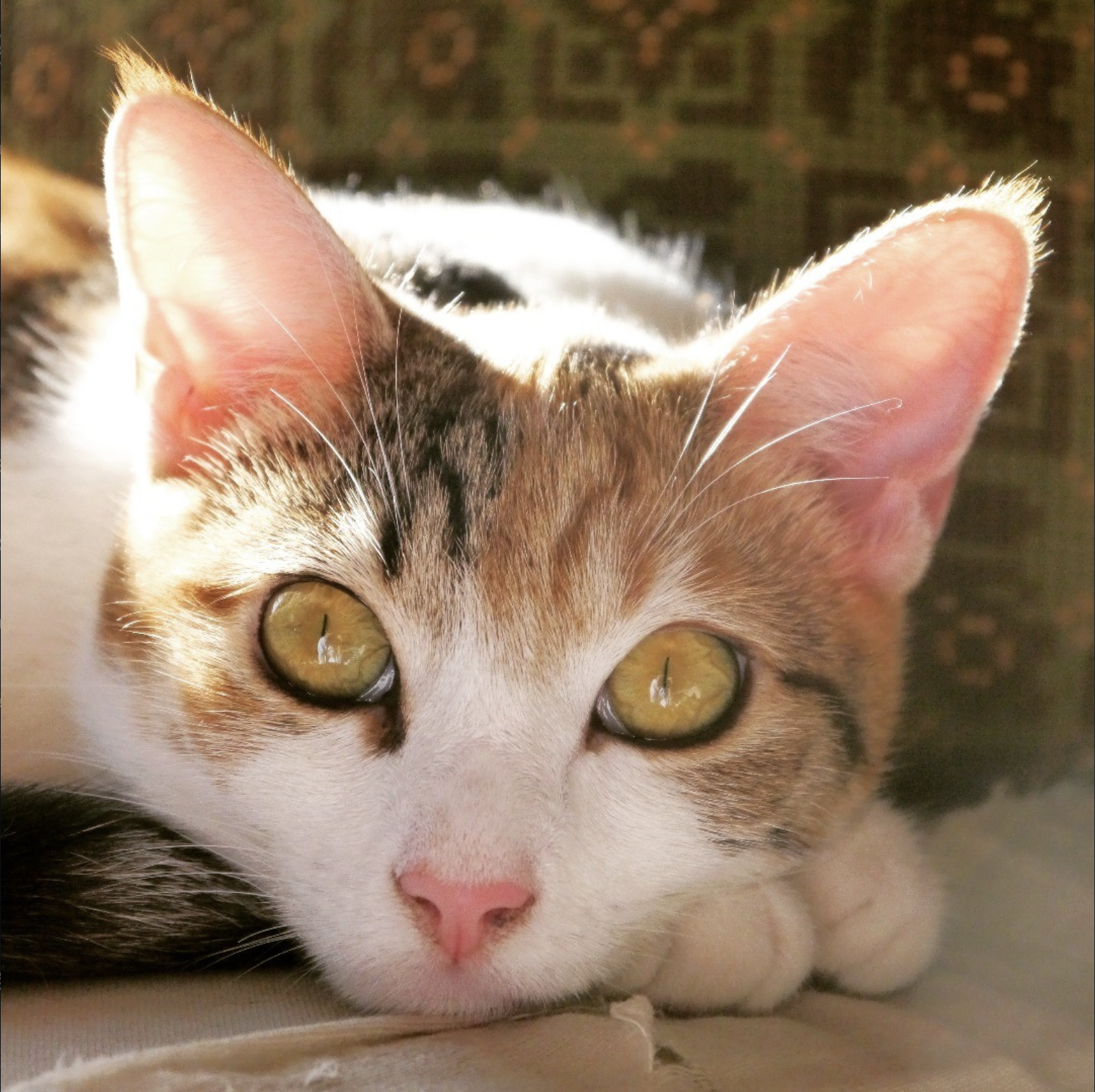 A close-up photograph of a short-haired calico cat with yellow eyes.