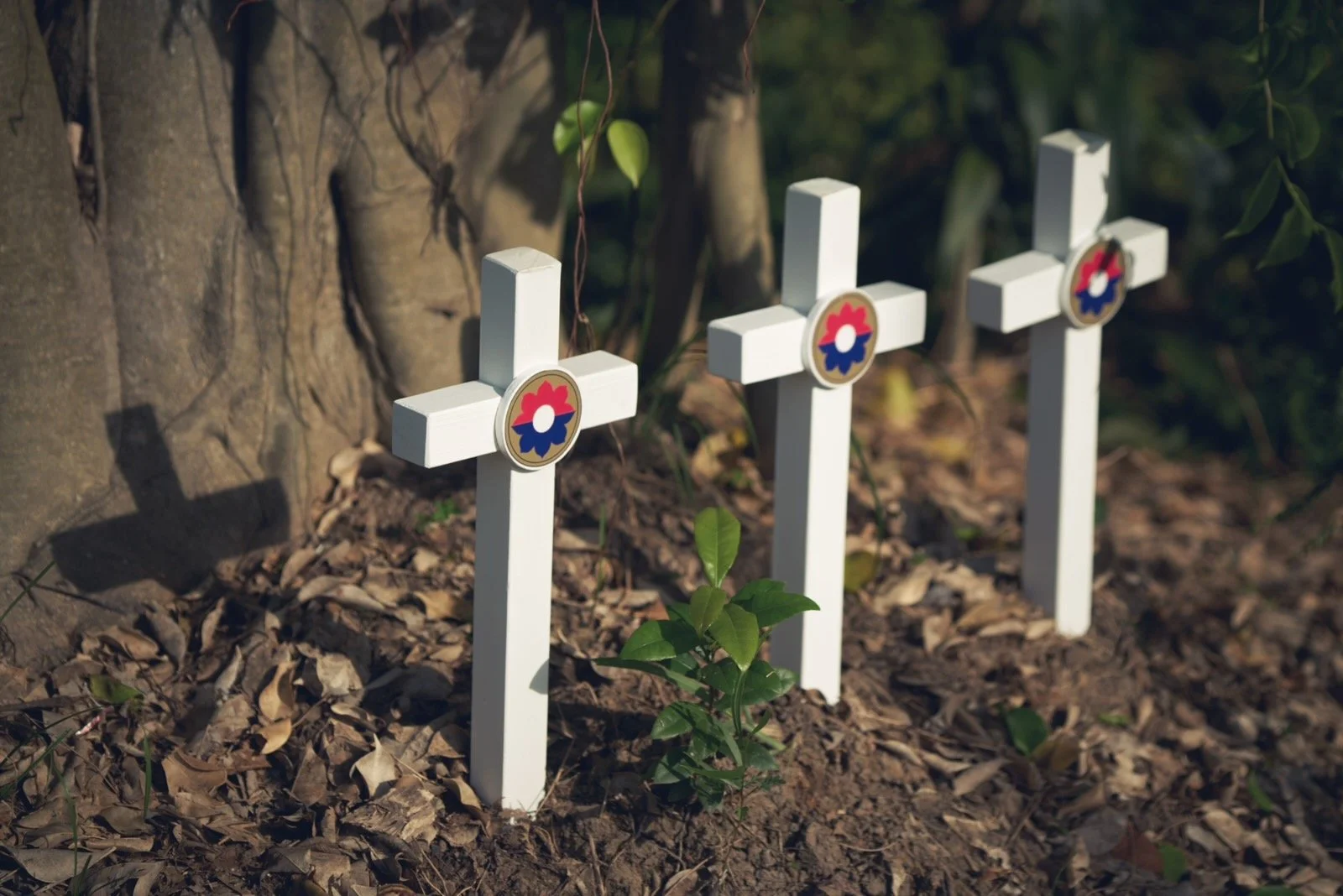 Three small white crosses with a red, white, and blue emblem on top, planted in brown soil near a tree with a textured trunk, and some green plants and leaves around.