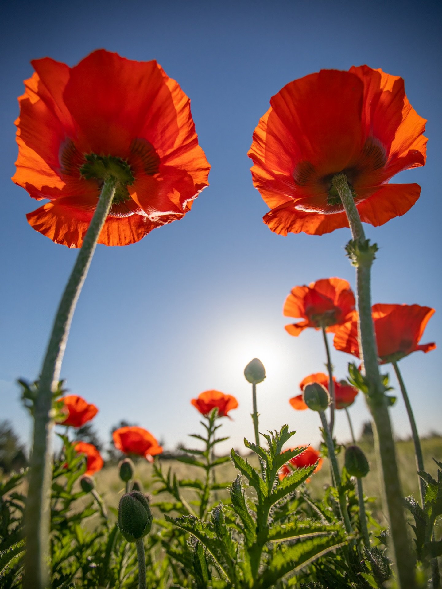 Poppy Twins.
.
&ldquo;Through the dancing poppies stole a breeze, most softly lulling to my soul.&rdquo;
&mdash;John Keats
.
.
#poppies #redpoppies #colorado #naturephotographer #fineartphotographer