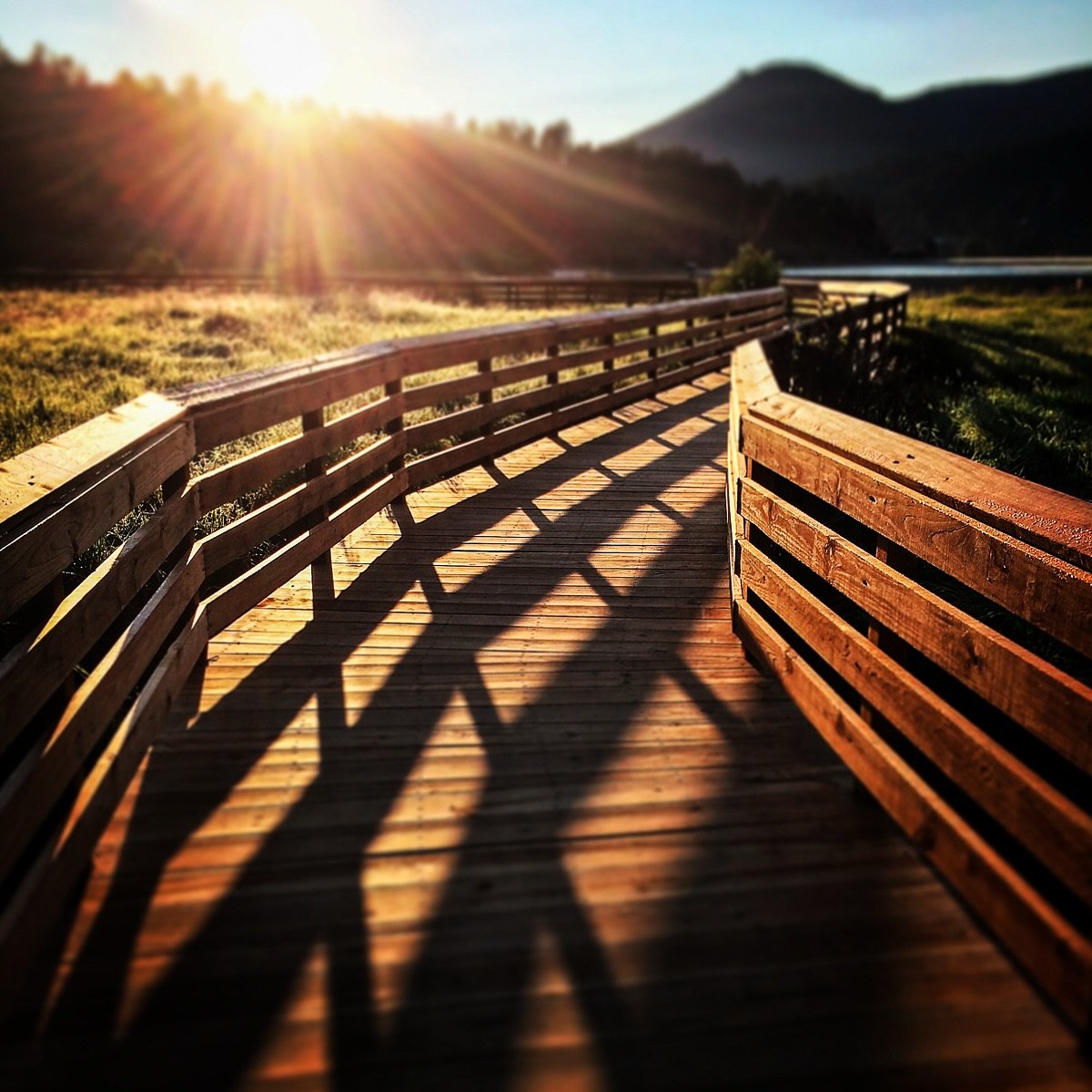 Midsummer Morning Shadows.
.
&ldquo;All the beauty of life is made up of light and shadow.&rdquo;
&mdash;Leo Tolstoy 
.
.
#lightandshadow #midsummer #evergreencolorado #boardwalk #naturephotographer #fineartphotographer