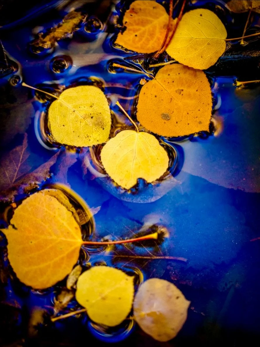 Autumn Odyssey.
.
Colors on the creek
Floating lovely symphony
Autumn Odyssey.
.
#autumnleaves🍁 #autumnodyssey #fallcolors #coloradofall #coloradocolors #naturephotographer #fineartphotographer #fineartphotographygallery