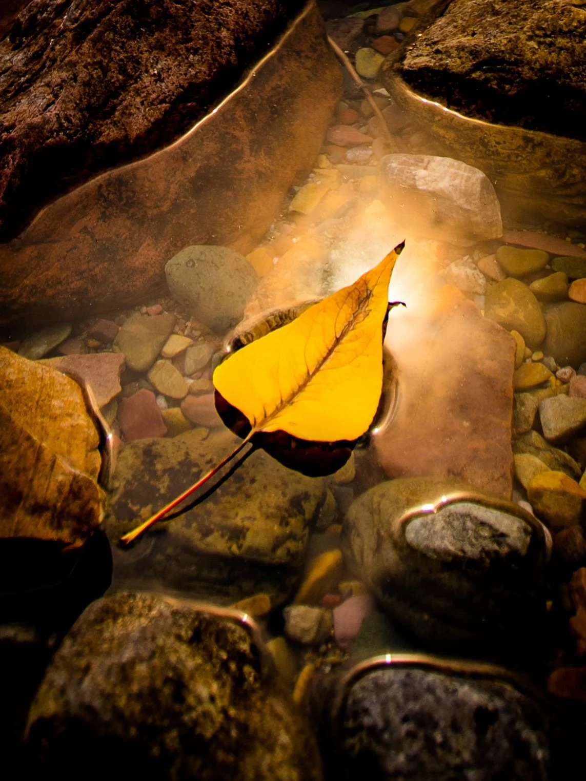 Floating on Light.
.
Multicolored rocks were shining through the clear waters of Lake McDonald in Glacier National Park when I spotted this golden leaf floating into a beam of sunlight. 
.
#lakemcdonald #glaciernationalpark #coloredrocks #fallleaf #s