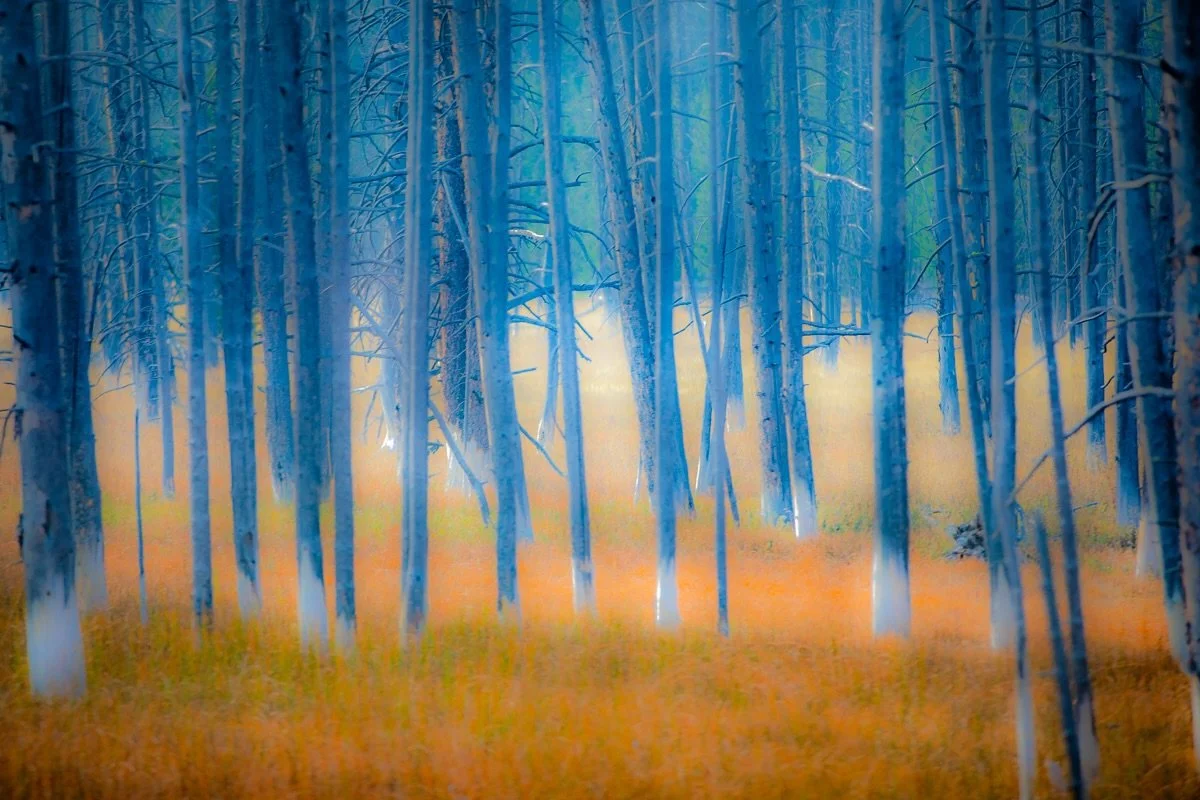 Fall Dance.
.
Where in the world is this?

I created this piece in the fall, when the grasses were full of vibrant colors but the dead lodgepole pines had cooler tones, separated by the white &ldquo;bobby socks&rdquo; at the base of the trees. This i