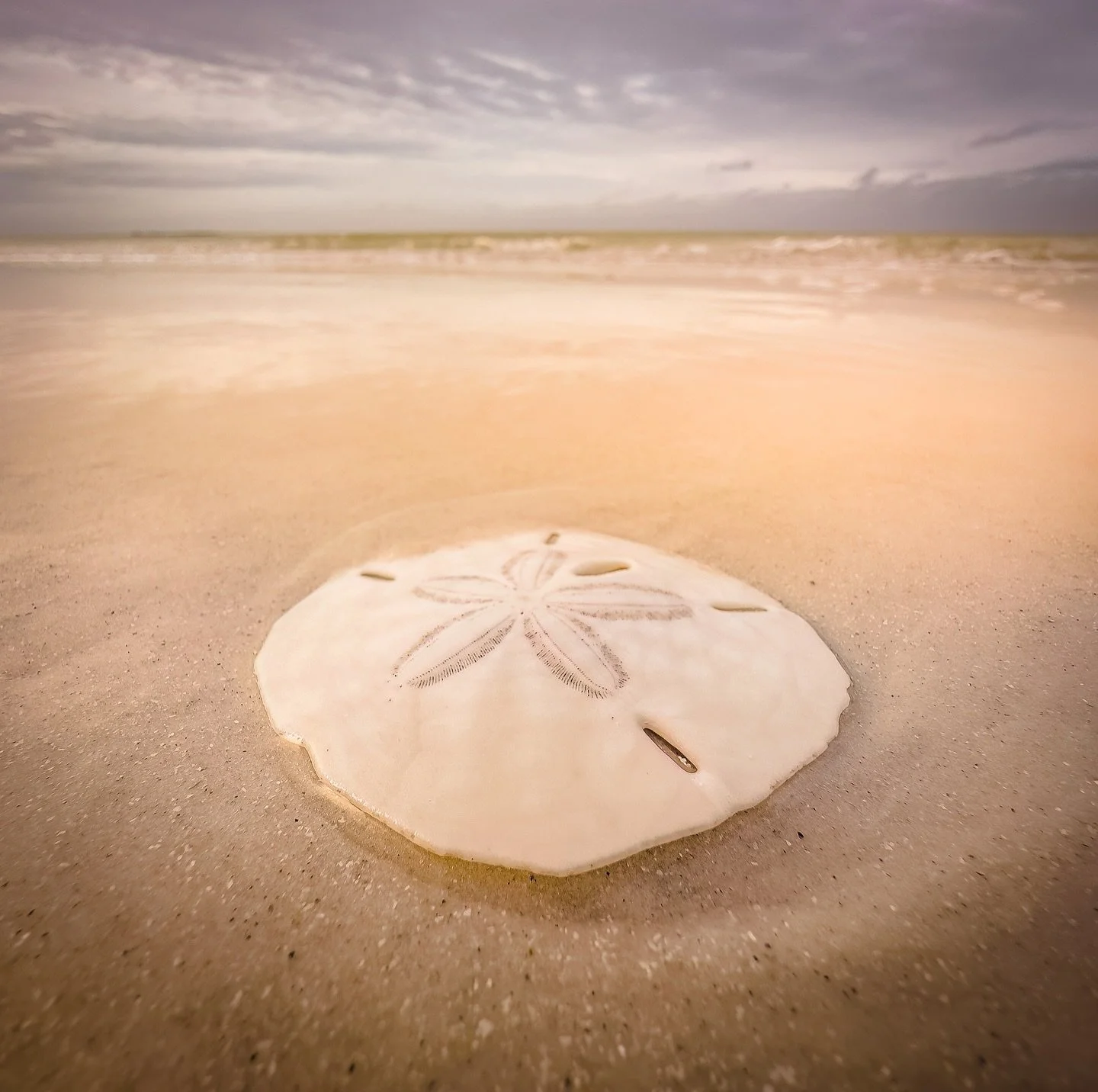 Sand Dollar Serenity.
.
Finding beauty in the simple moments by the sea. This sand dollar reminds me of nature&rsquo;s quiet wonders. What&rsquo;s your favorite beach memory? 

Perfect for adding a touch of tranquility to your space.
.
#BeachVibes #C