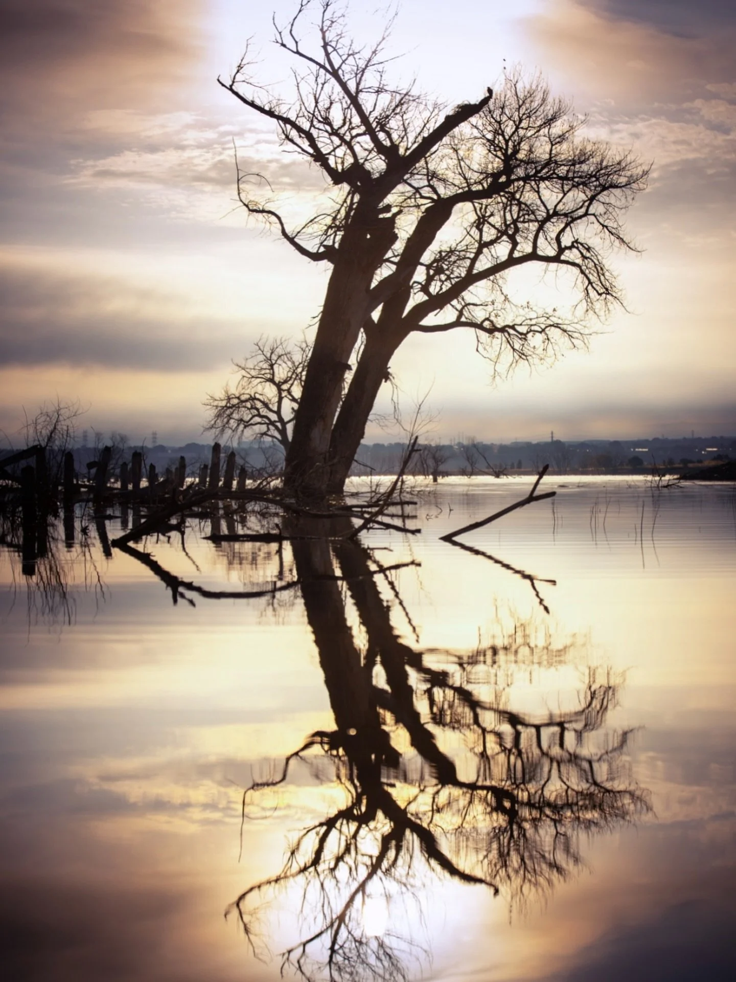 Standing Through Seasons.
.
The trees in Chatfield Reservoir have been under water for a while now, due to the Chatfield Reallocation Project. I&rsquo;ve loved paddling among these cottonwoods and have been photographing these trees for a few years. 