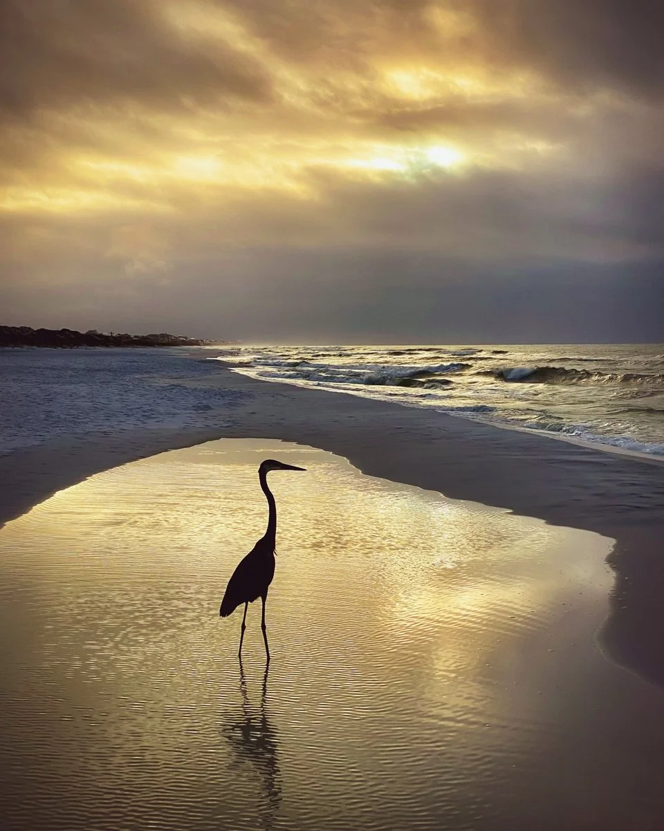 Heron in the Glow of Sunrise.
. 
&ldquo;You must not lose faith in humanity. Humanity is an ocean; if a few drops of the ocean are dirty, the ocean does not become dirty.&rdquo; 
&ndash; Mahatma Gandhi
.
It&rsquo;s been a tough week, a tough month, a