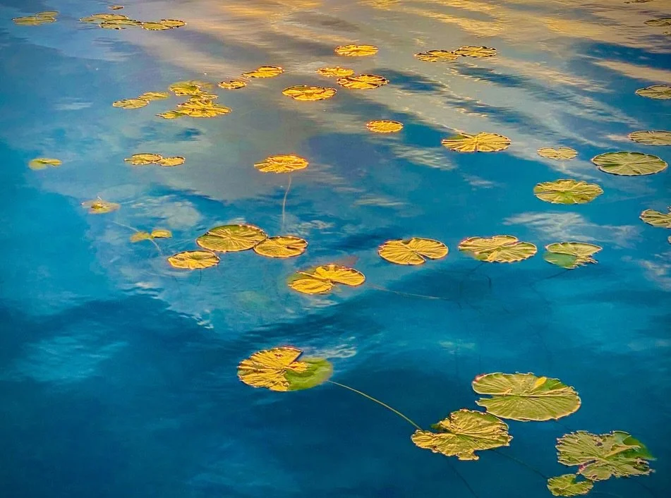 Gilded.
.
Reflecting on the serene beauty of nature, I captured this tranquil scene of water lilies gently floating on a calm surface. The reflections create a peaceful harmony that I find so soothing. What emotions does this image evoke for you?

#N