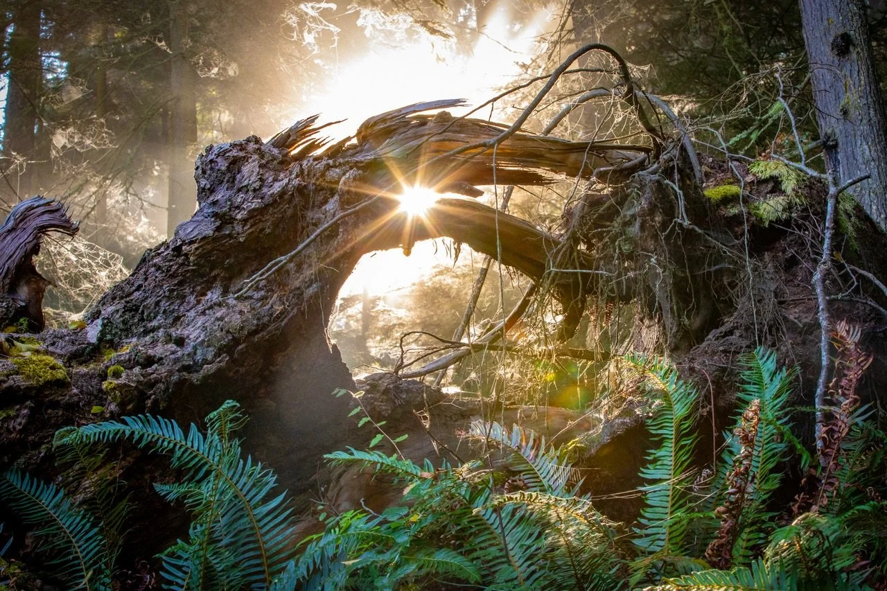 Poetic Light.

A glimmer of hope
Pushing through the rainforest
Brings poetic light.

Light streams through a bent tree trunk and the fog in the rainforest at Deception Pass on Whidbey Island, Washington.