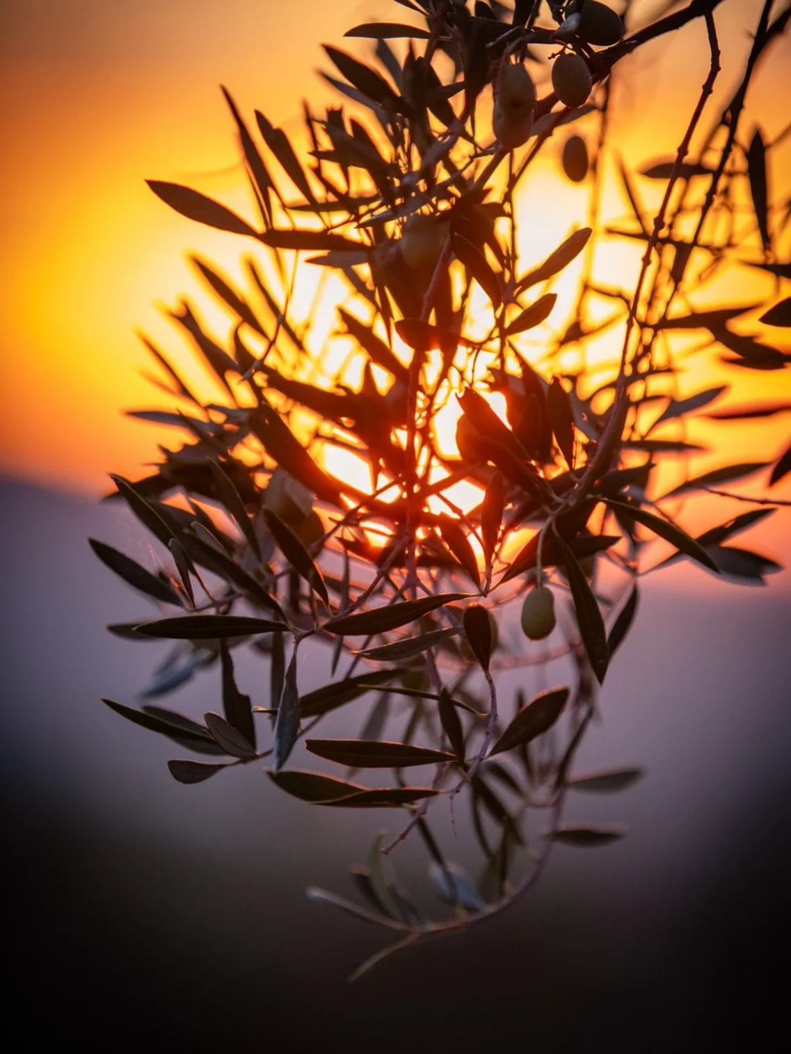 Olive Grove Sunrise.
.
Sunlight coming through 
The branch of an olive tree
Peaceful morning glow.
.
#olivetrees #olivebranch #spanishsunrise #andaluc&iacute;a #fineartphotographer