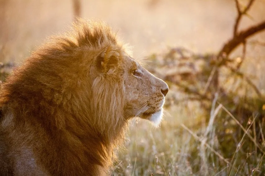 Happy World Wildlife Day!
.
#wildlifephotography #worldwildlifeday #fineartphotographer