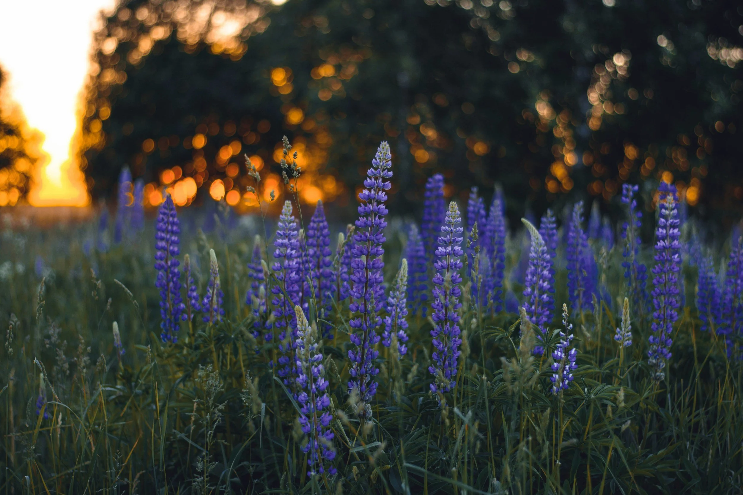 June Newsletter