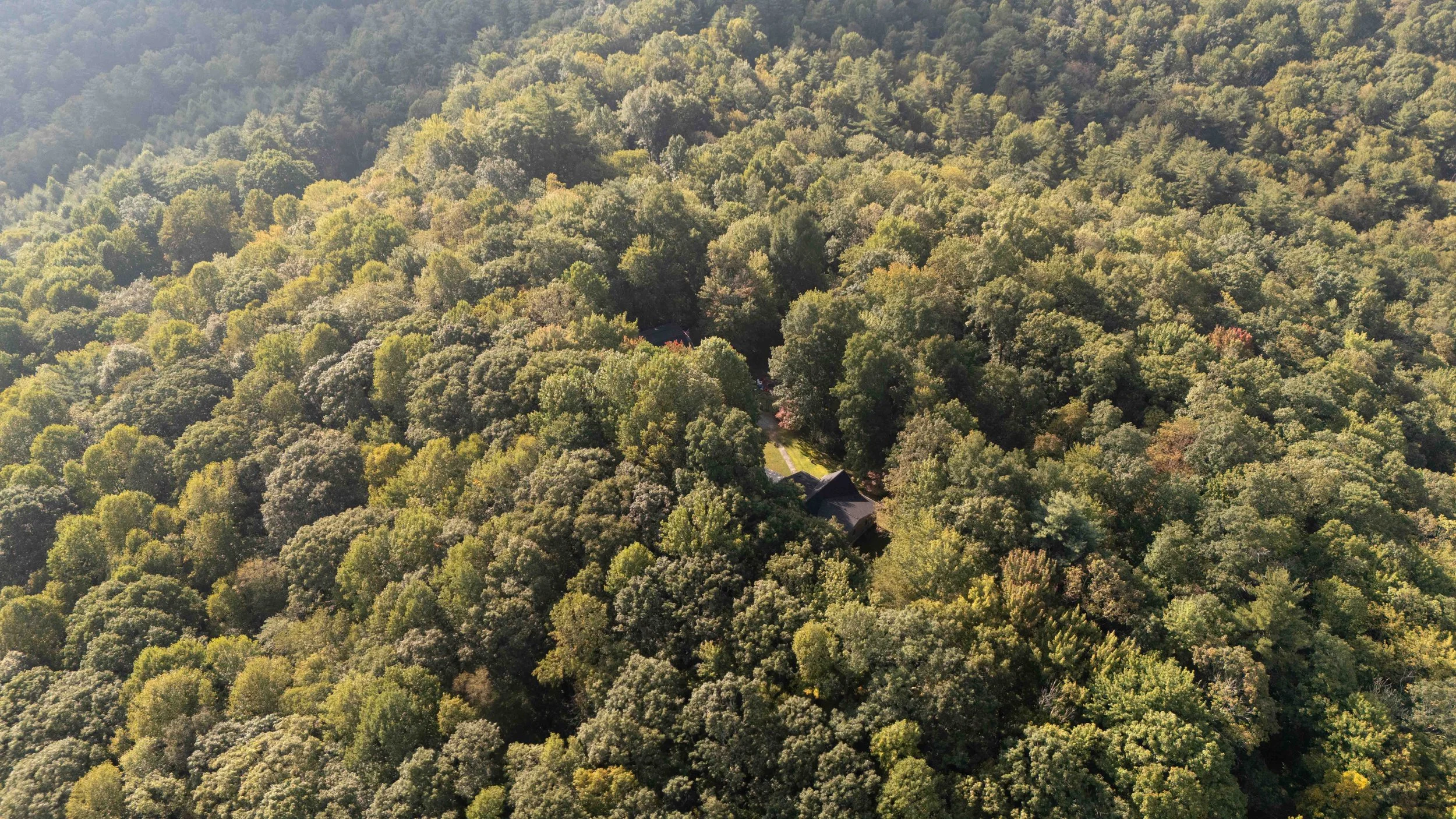 Aerial view of a dense forest with a few houses nestled among the trees.