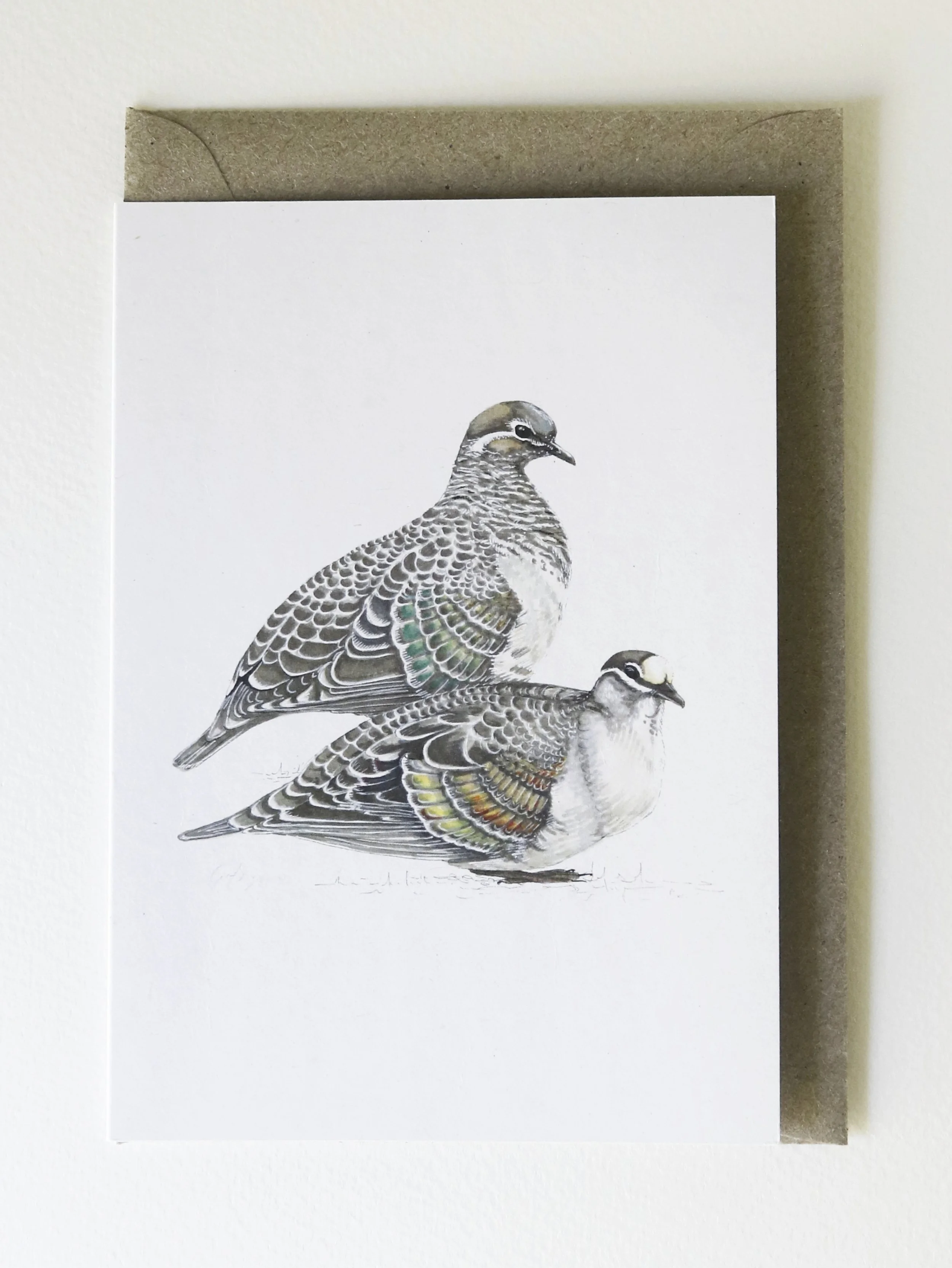 common bronzewing card