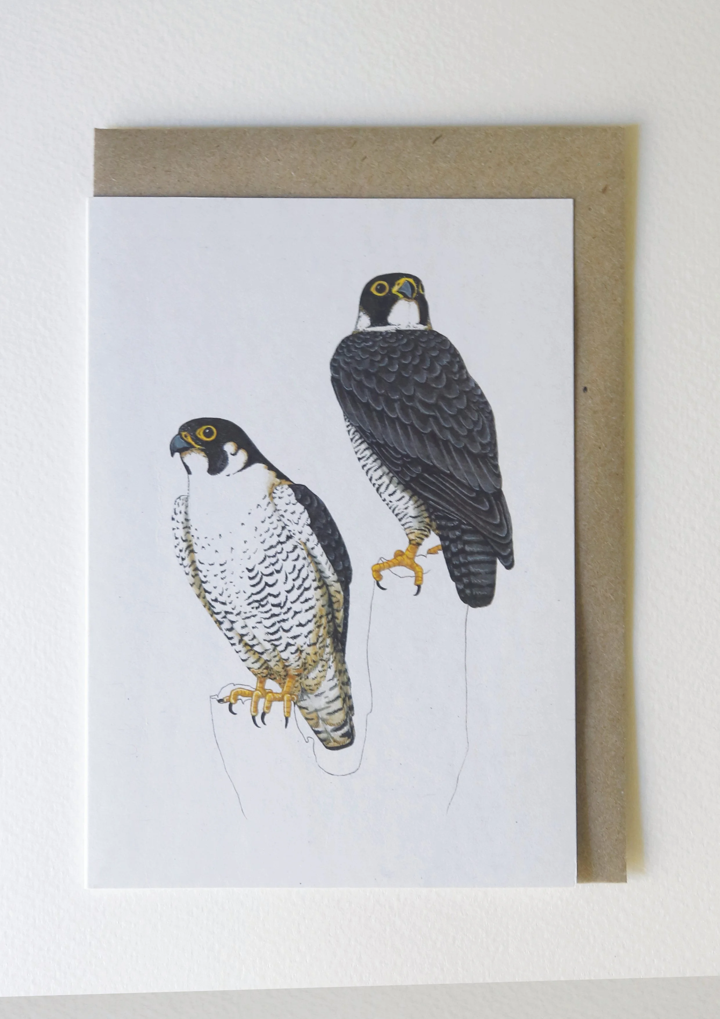 peregrine falcon card