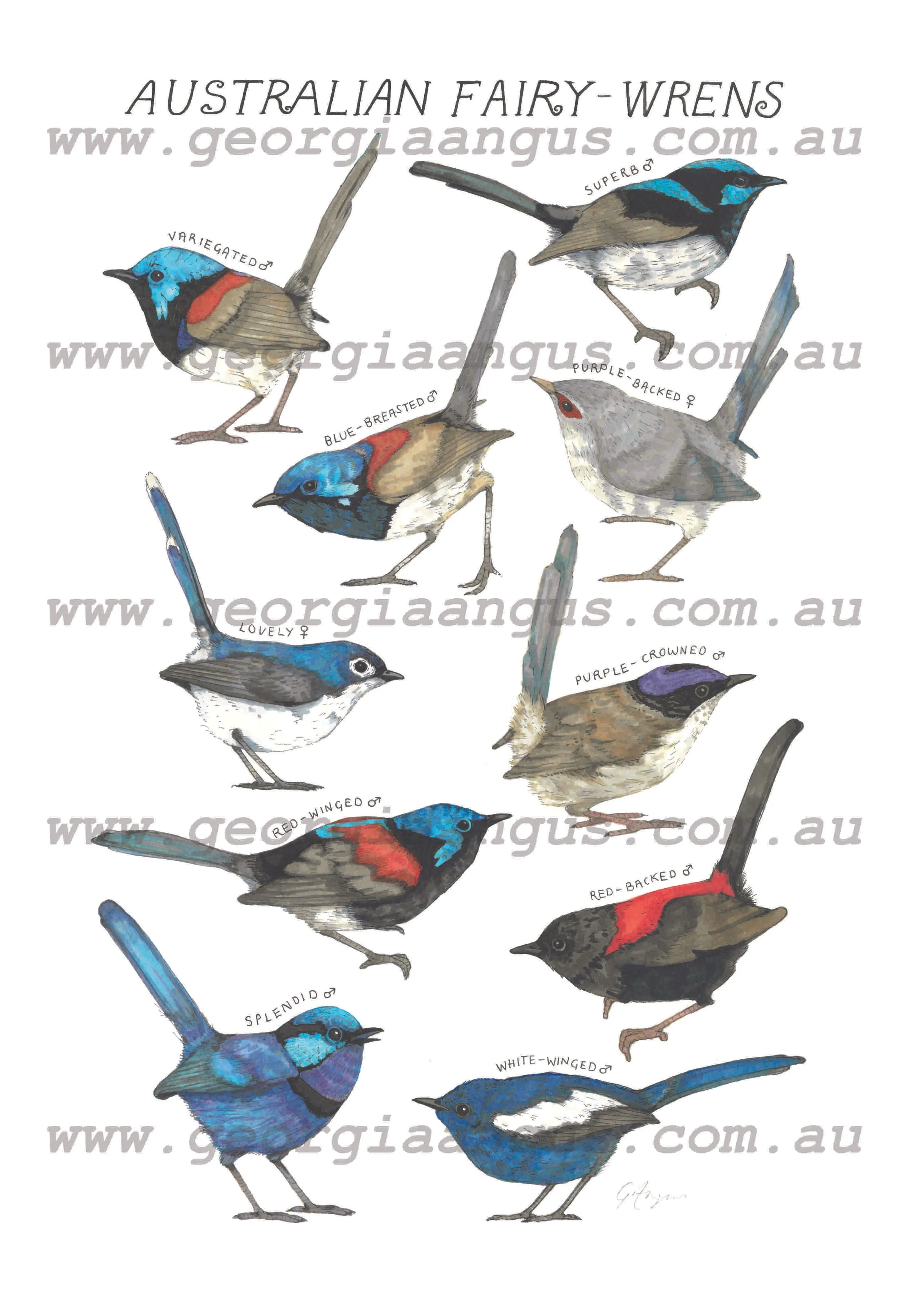 Australian Fairy-wrens watermarked.jpg