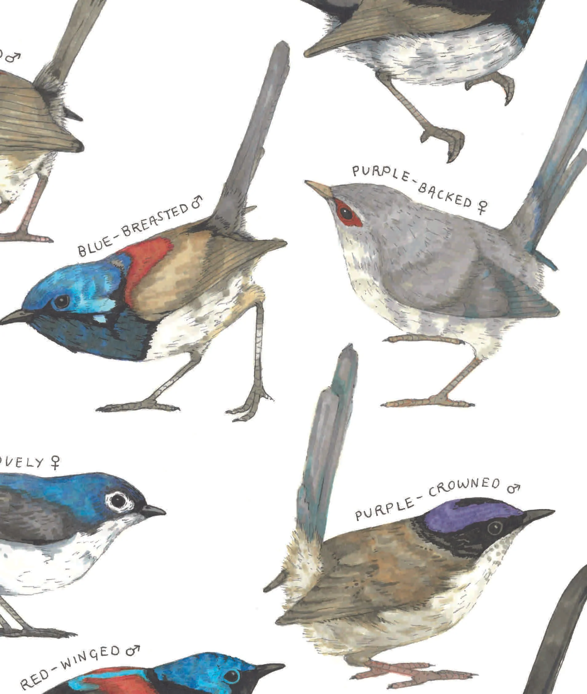 Australian Fairy-wrens DETAIL.jpg